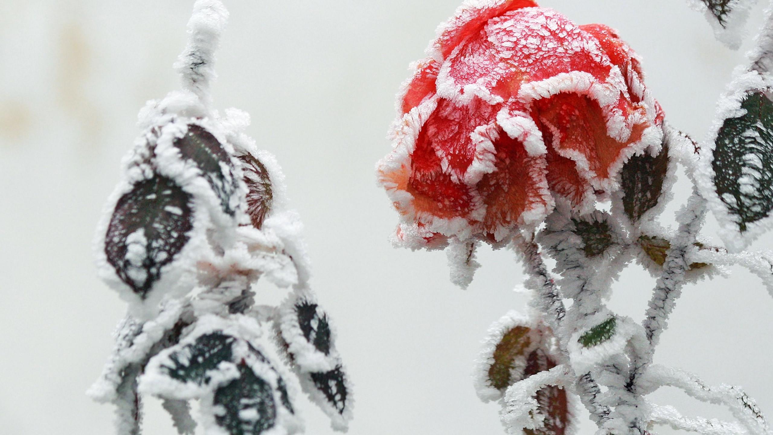 Download wallpaper: Frozen rose 2560x1440