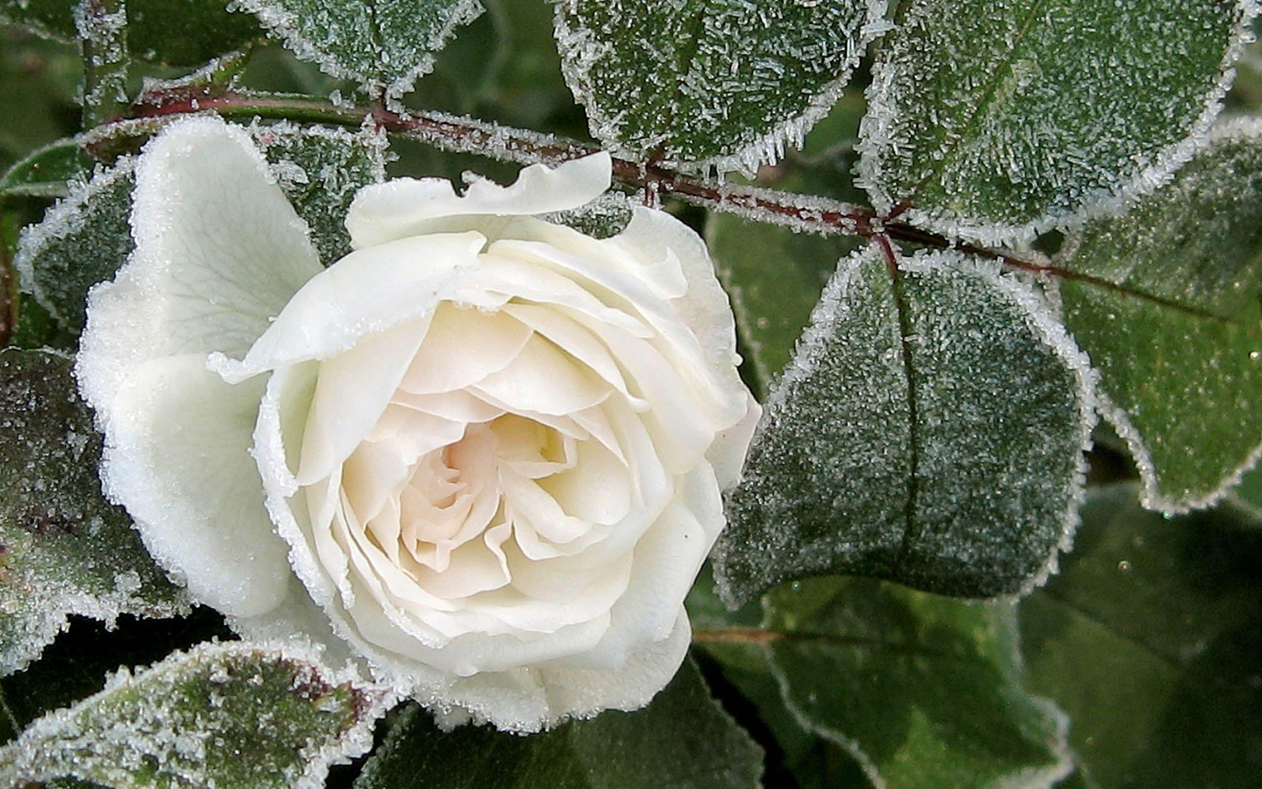 Frost Flowers. Frost Flower Wallpaper - Flowers