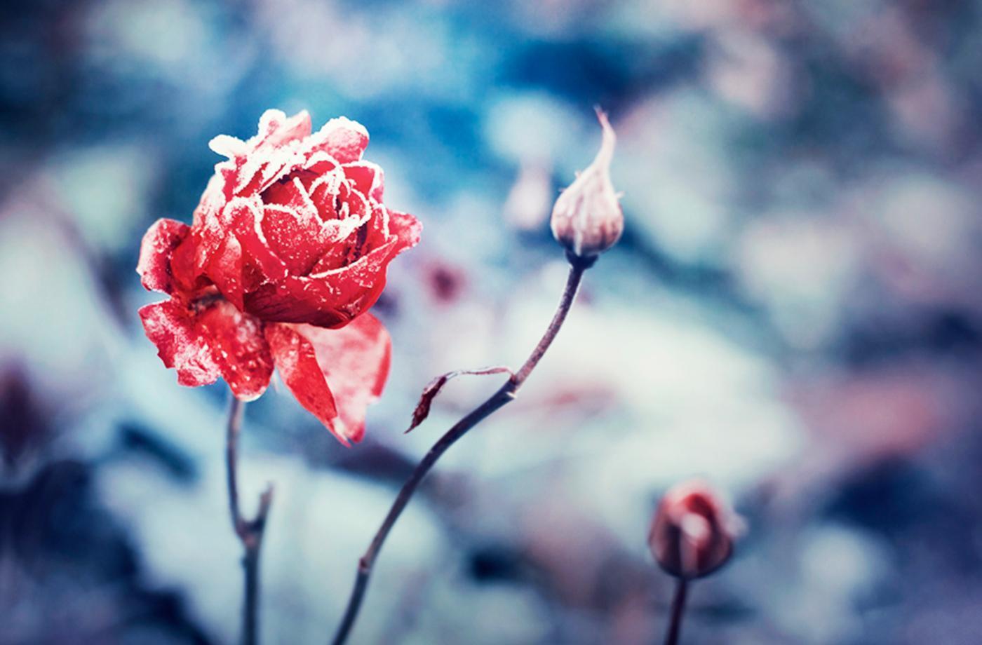 Frozen Rose Pink n Red live wallpaper for Android