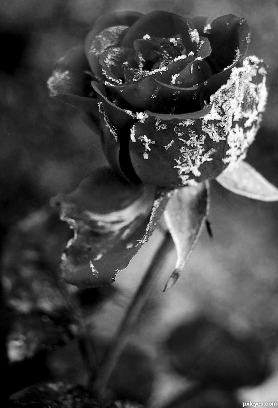 Frozen rose picture, by Nonnykka for: bw flowers photography