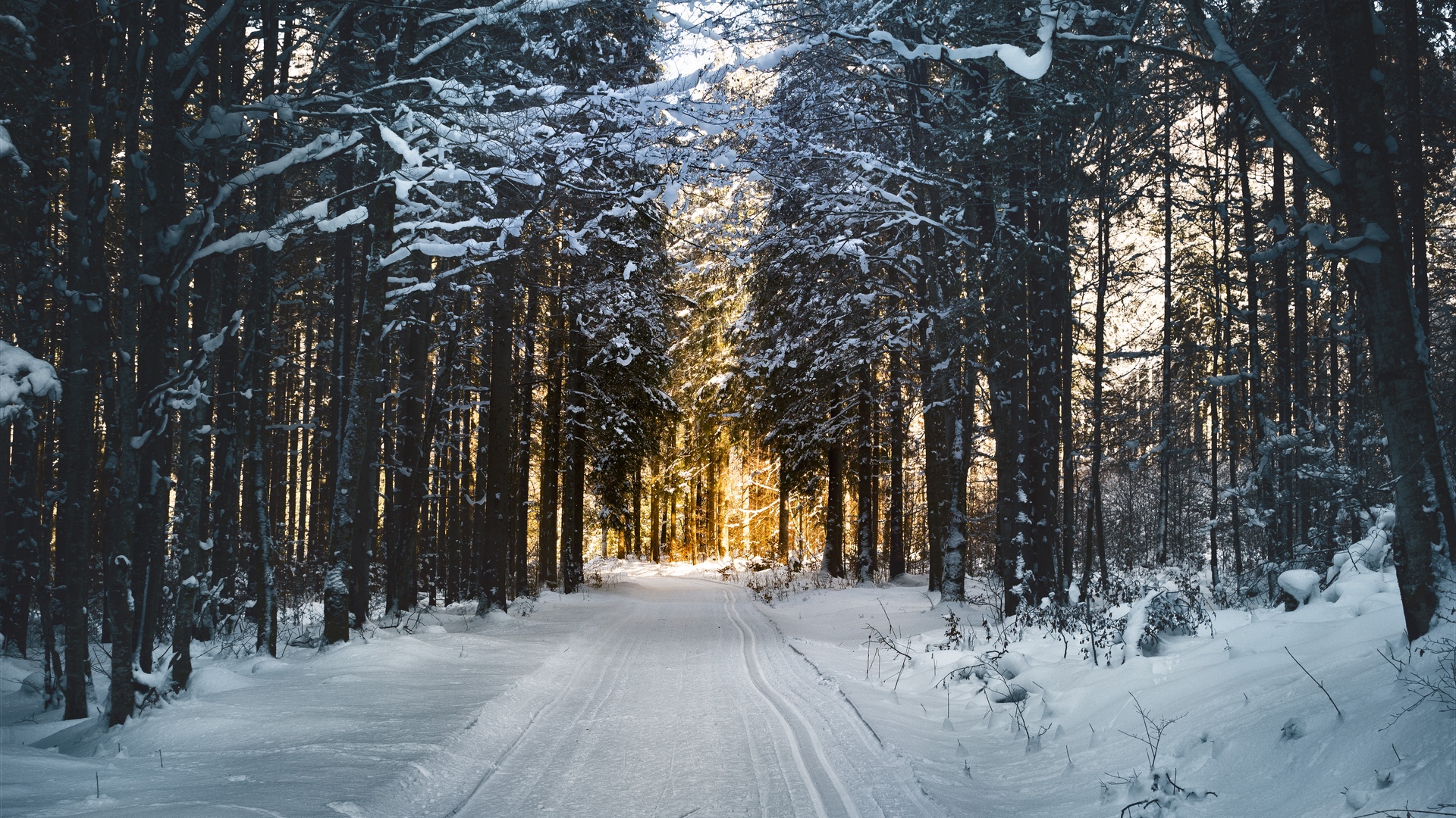 Winter Snowy Road and Trees Wallpaper