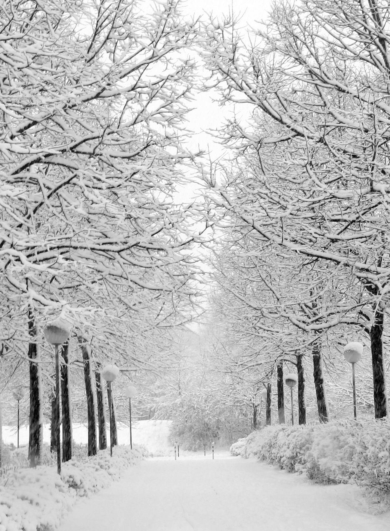 Seoul Beats Winter. Snow, trees, white beauty, road, photo