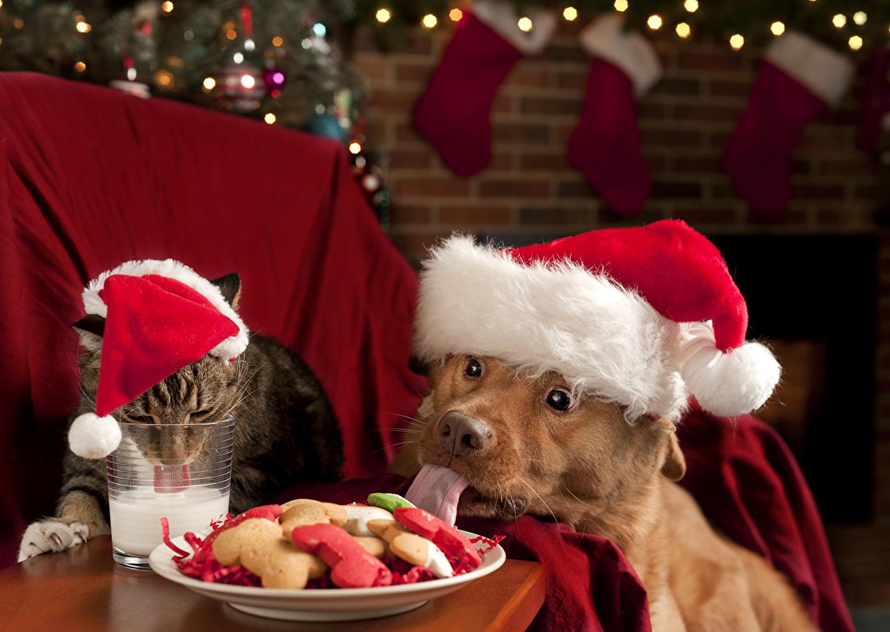 image Animals Milk dog Cats Christmas Tongue Winter hat Cookies