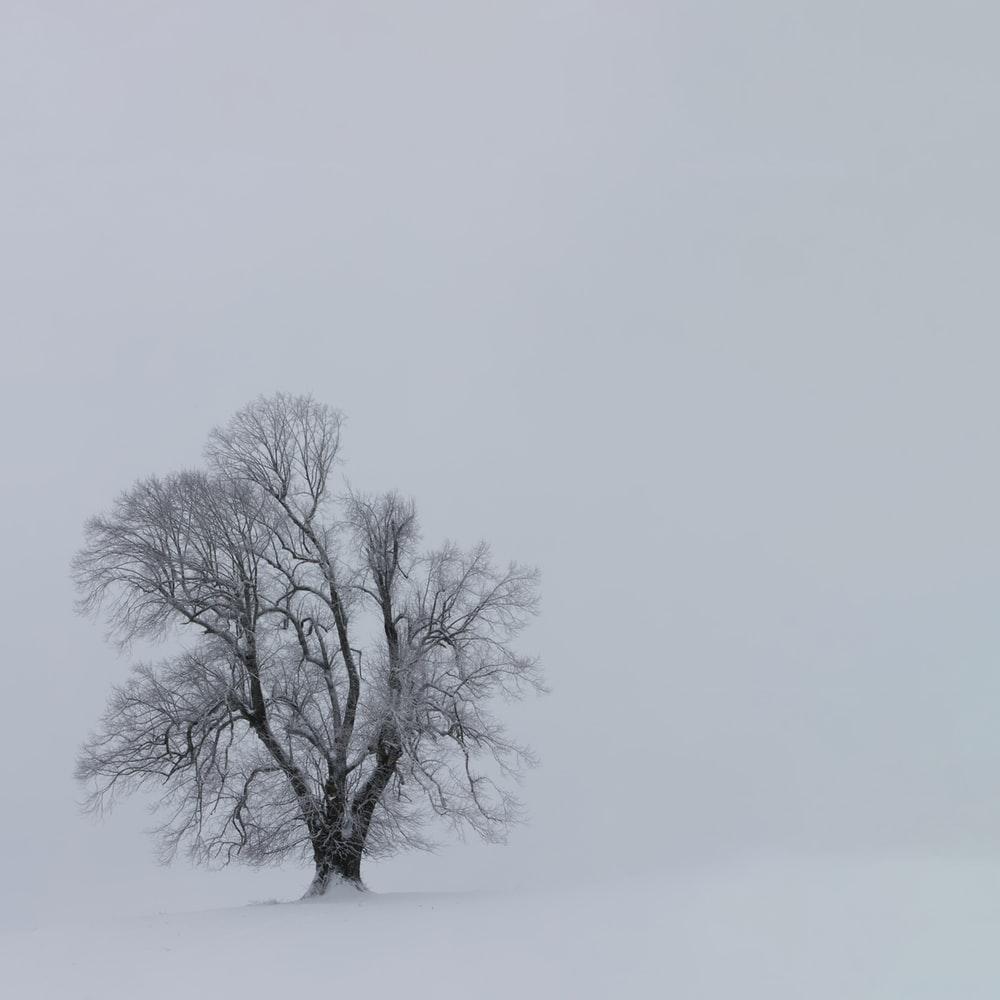Winter Solitude Picture. Download Free Image