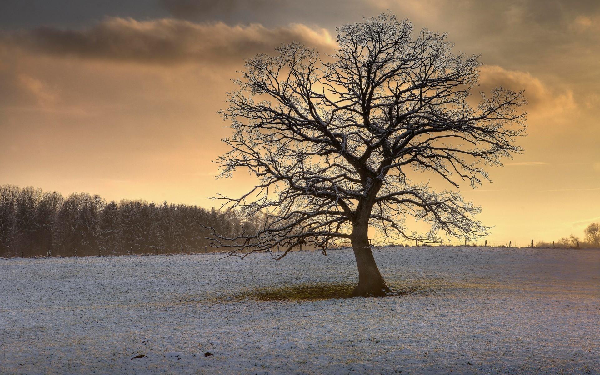 Solitary Tree, Winter