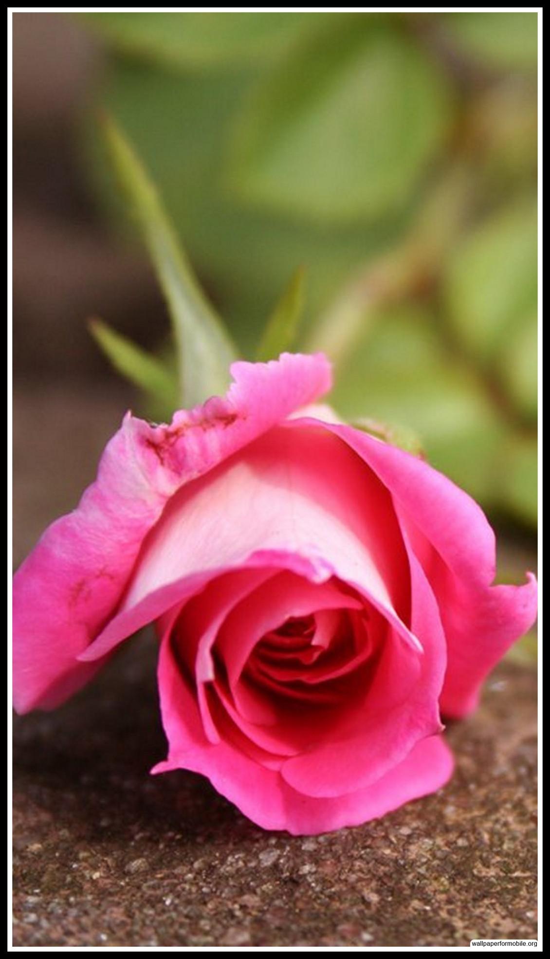 Red Romantic Wallpaper HD Free Wallpaper