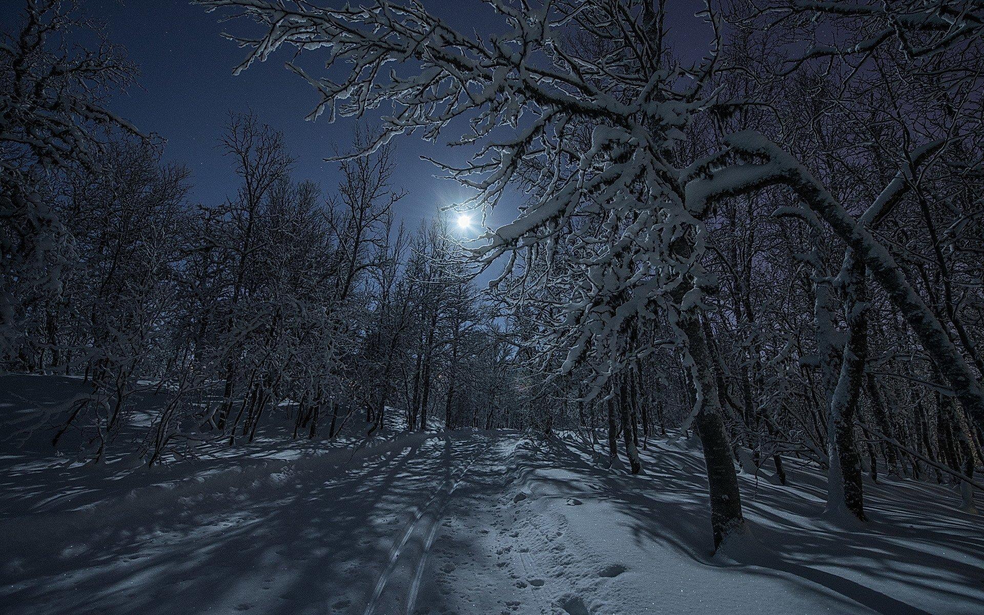 Night in Winter Forest HD Wallpaper. Background Image