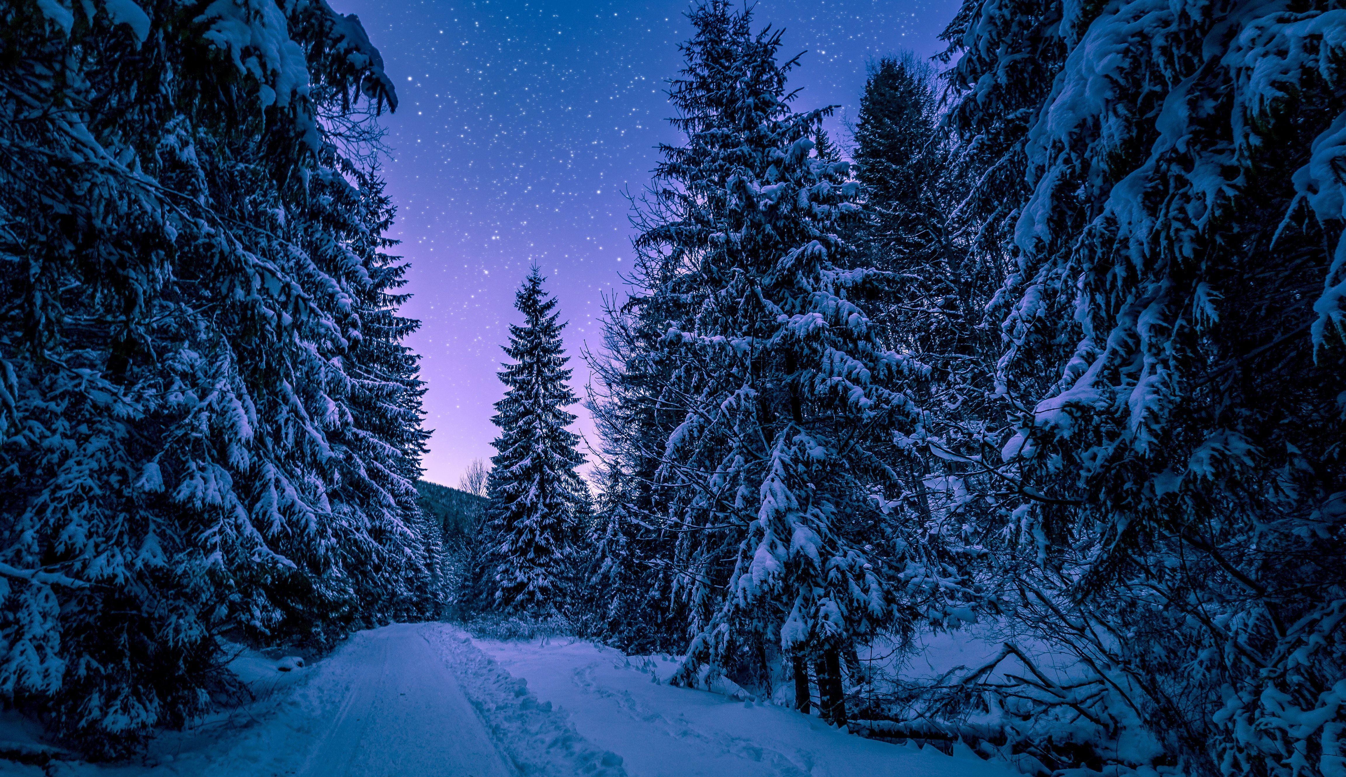 Free download Night Forest Wallpaper HD Download 4608x2660