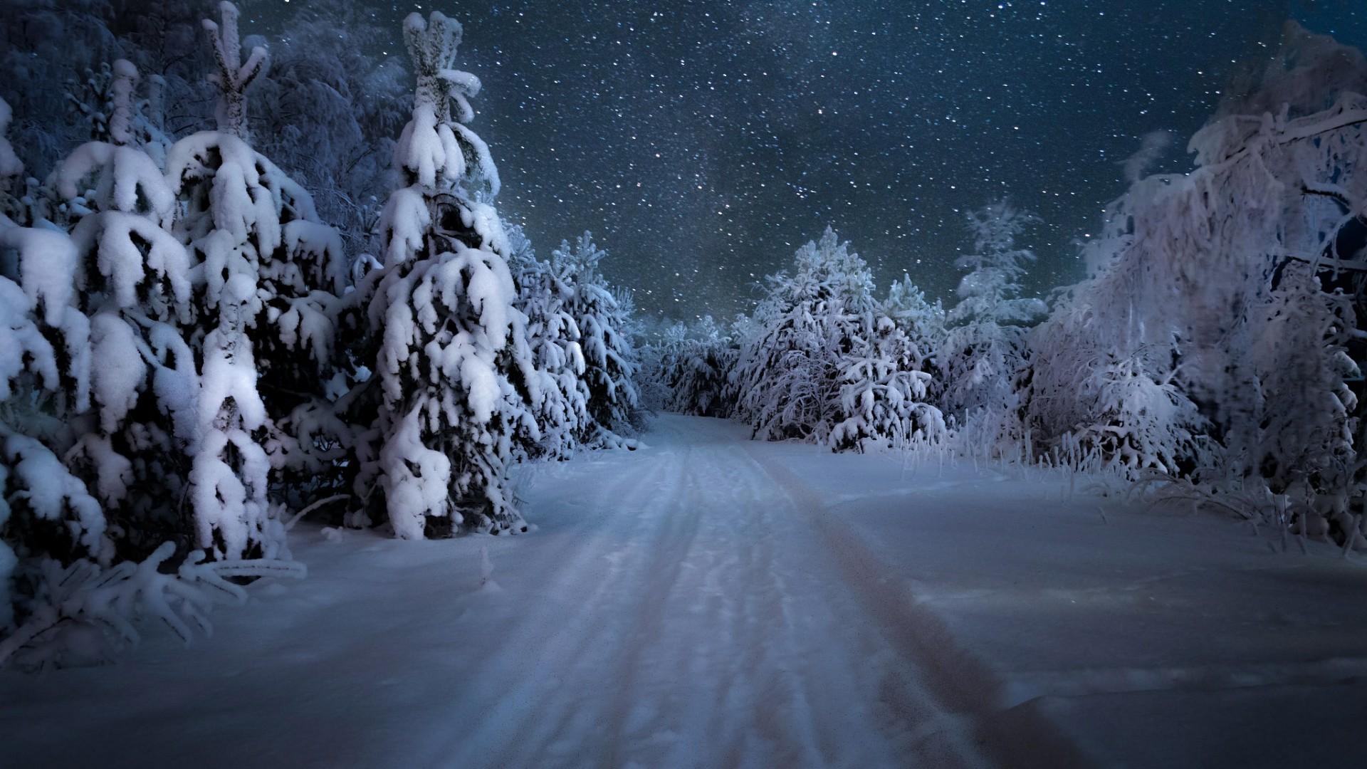 snowy forest path at night