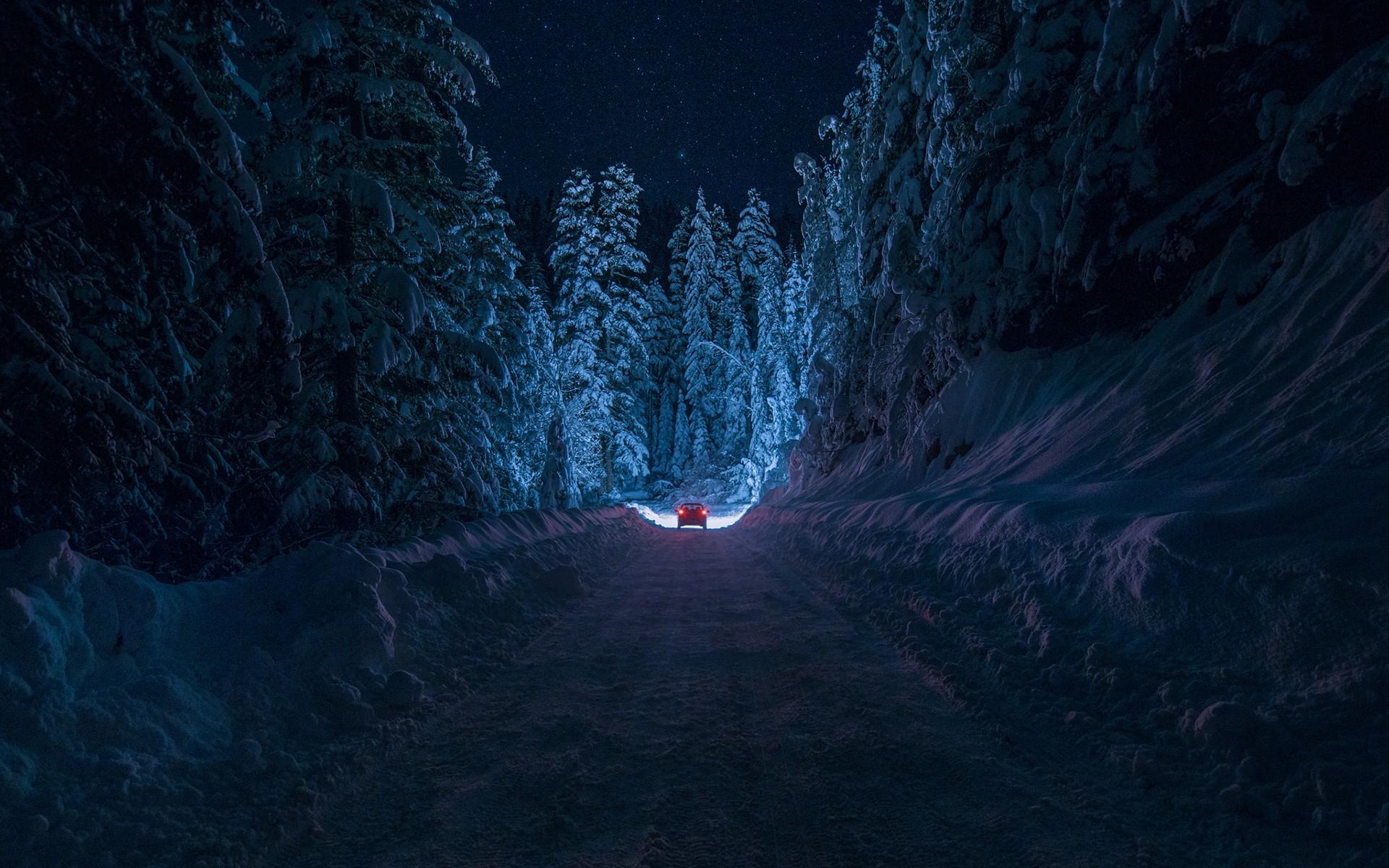 winter, Night, Nature, Forest, Snow, Path Wallpaper HD / Desktop