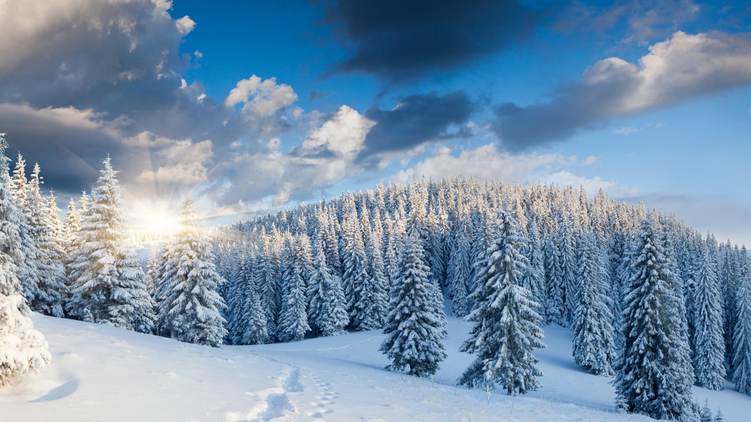 Download wallpaper 3840x2160 forest, snow, trees, snowy, winter 4k uhd 16:9  hd background
