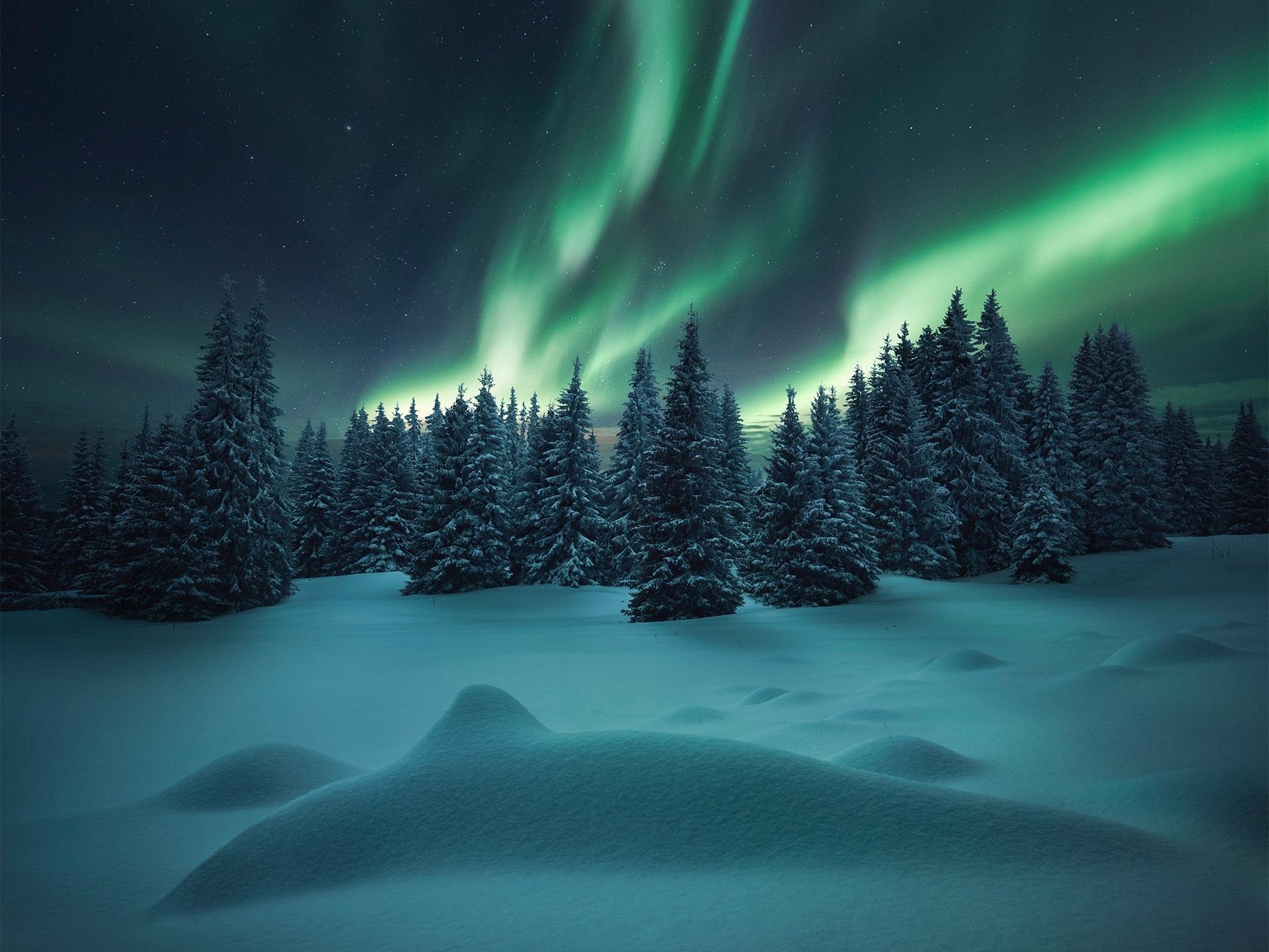 Wallpaper Northern lights, forest, trees, winter, snow