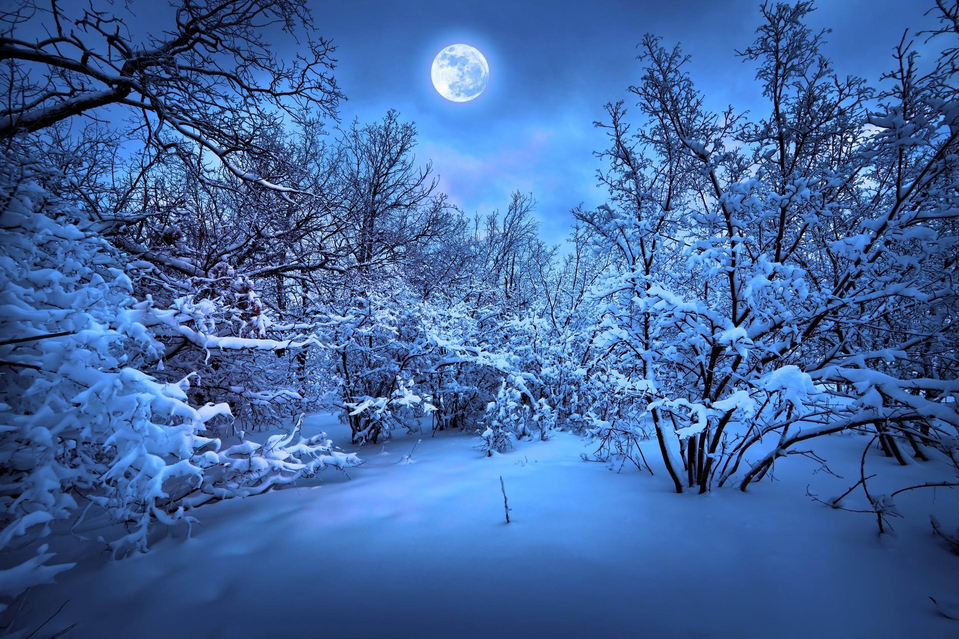 Night in the winter forest