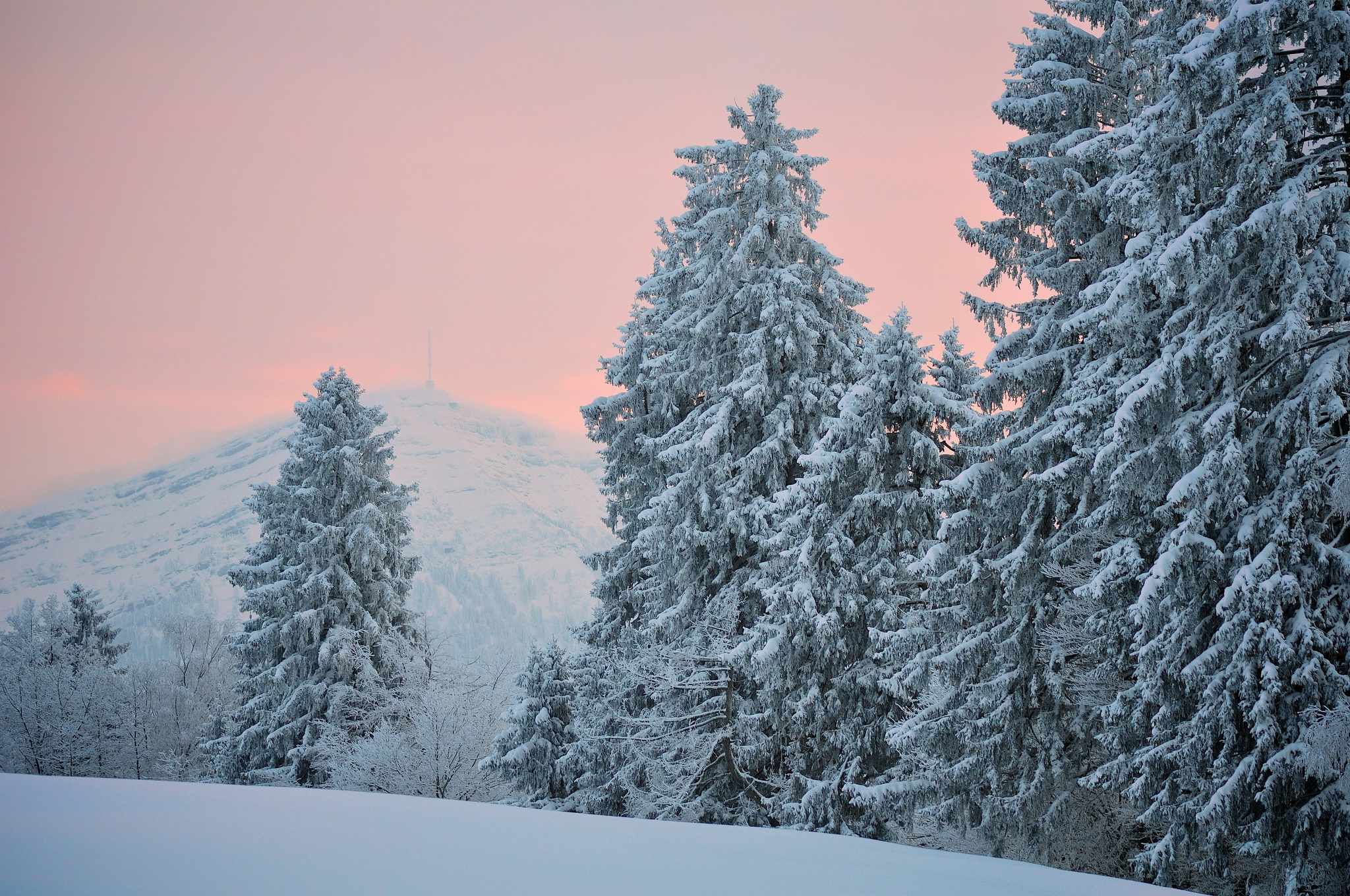 Blue Spruce Winter Snow Desktop Wallpaper