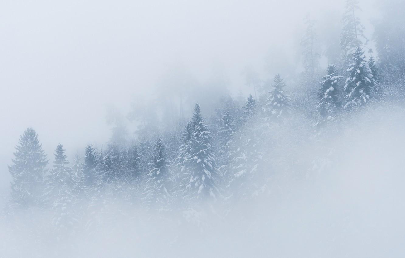 Wallpaper winter, forest, snow, trees, fog, spruce image
