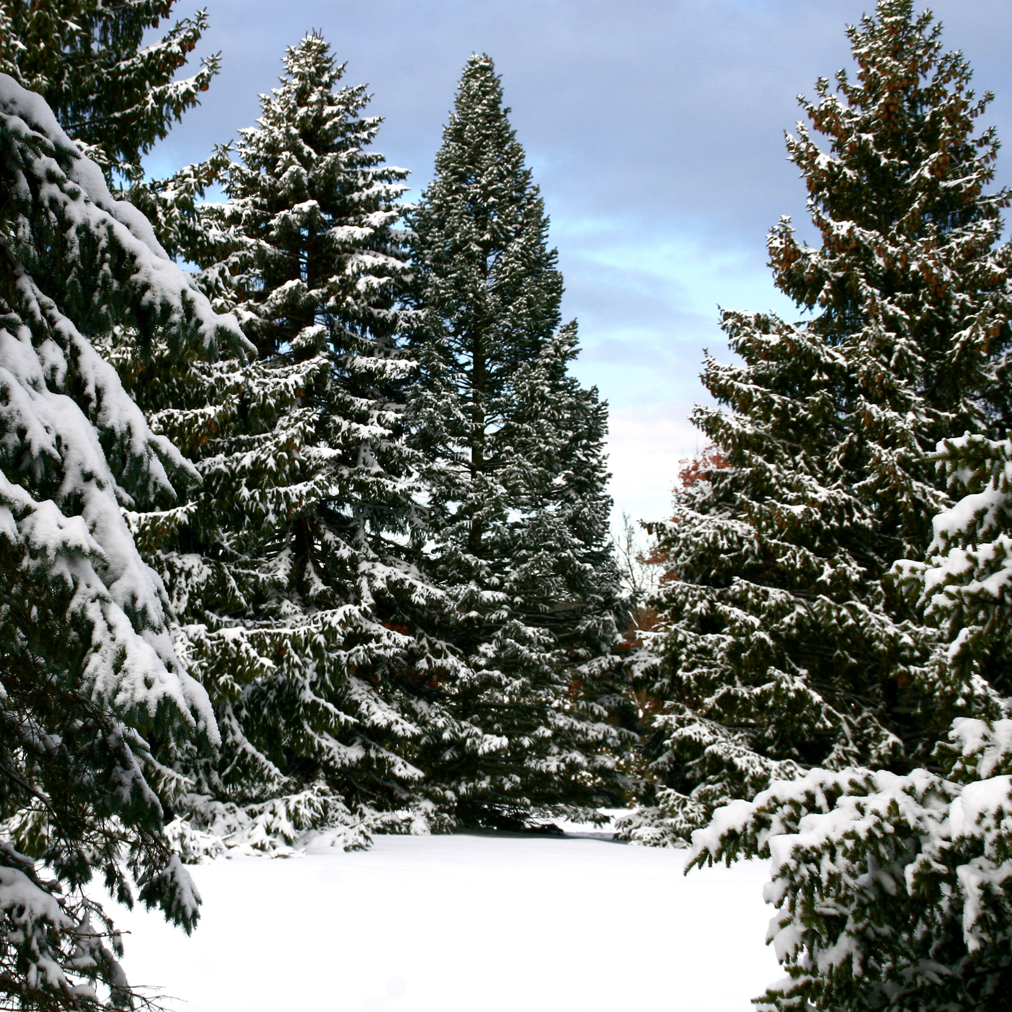 Snow Covered Spruce Trees iPad Wallpaper