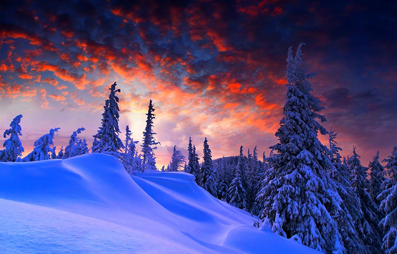 Wallpaper Nature Spruce Winter Sky Snow Landscape photography