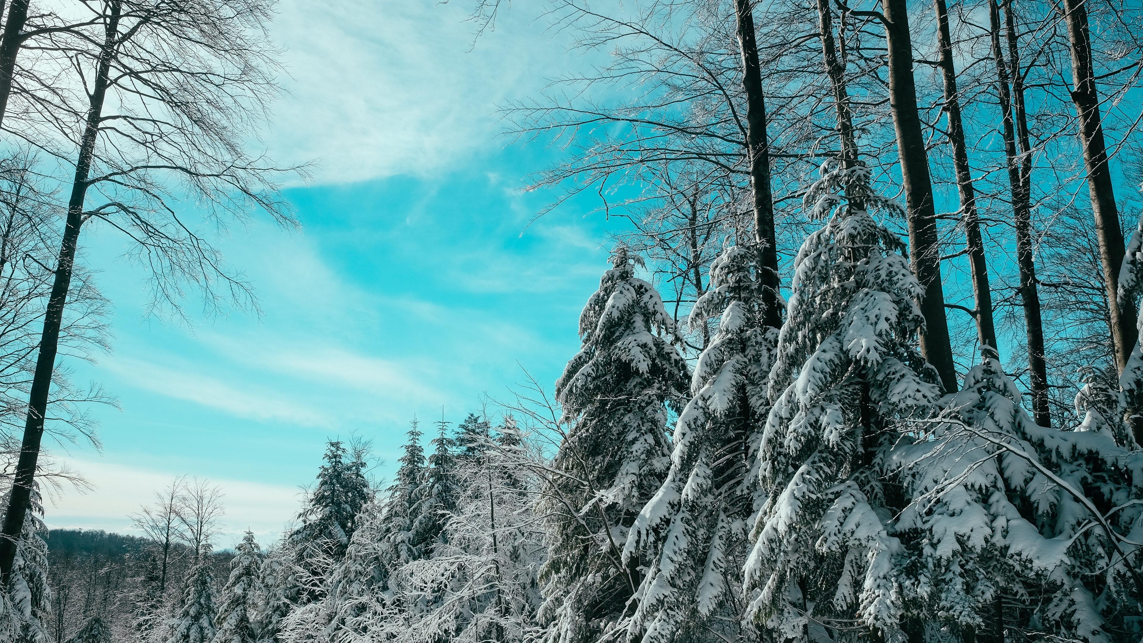 Wallpaper Winter, spruce, trees, snow 3840x2160 UHD 4K