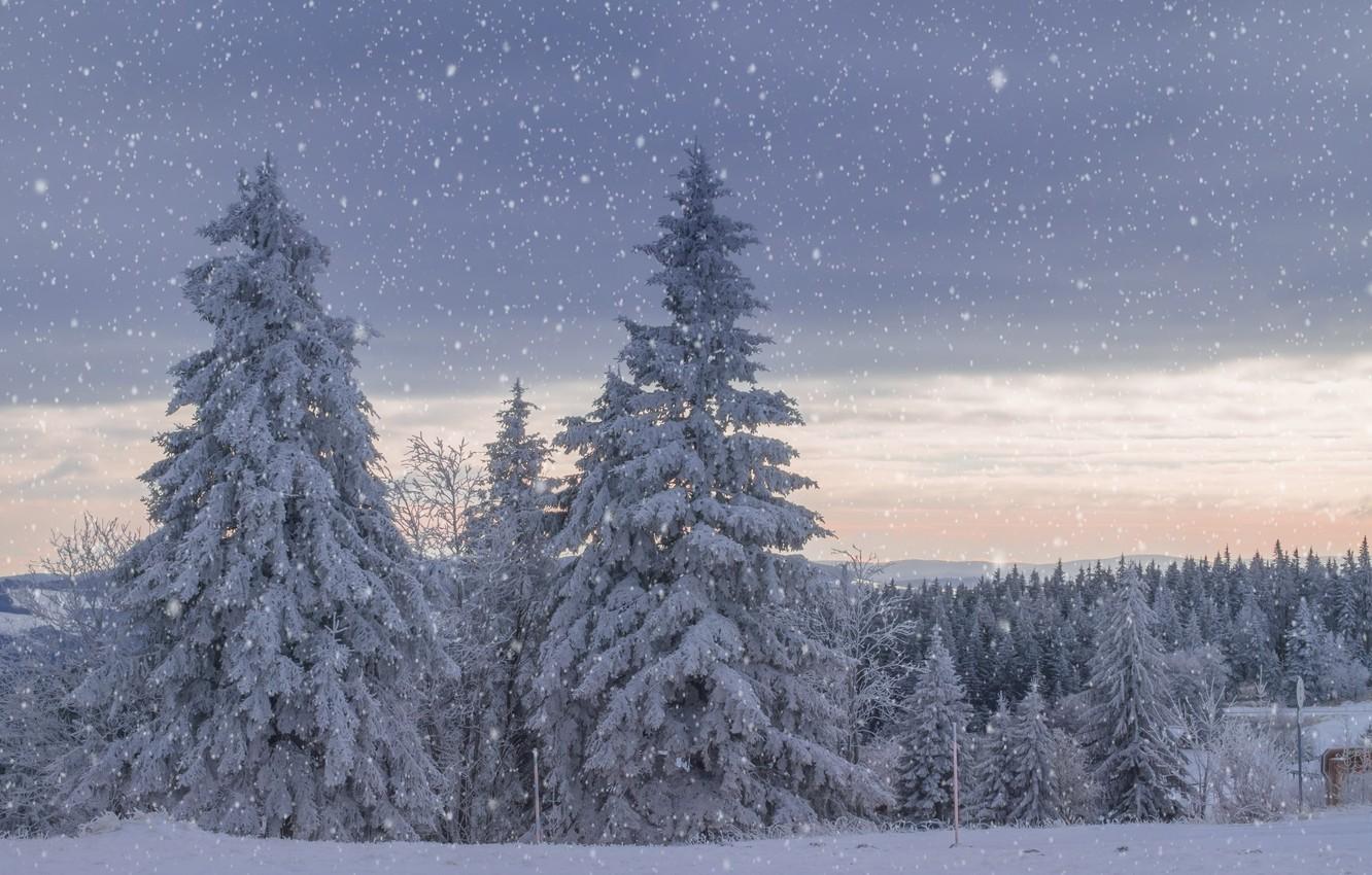 Wallpaper winter, snow, landscape, spruce, snowfall image