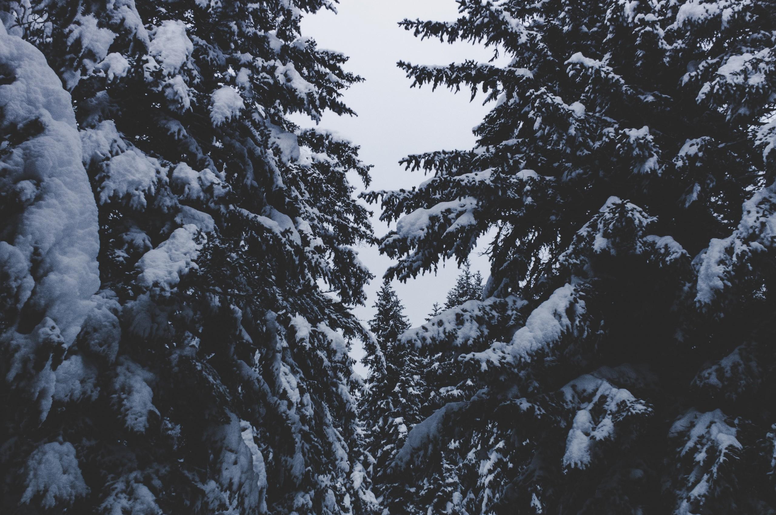 Download 2560x1700 Snow, Winter, Trees, Spruce, Sky