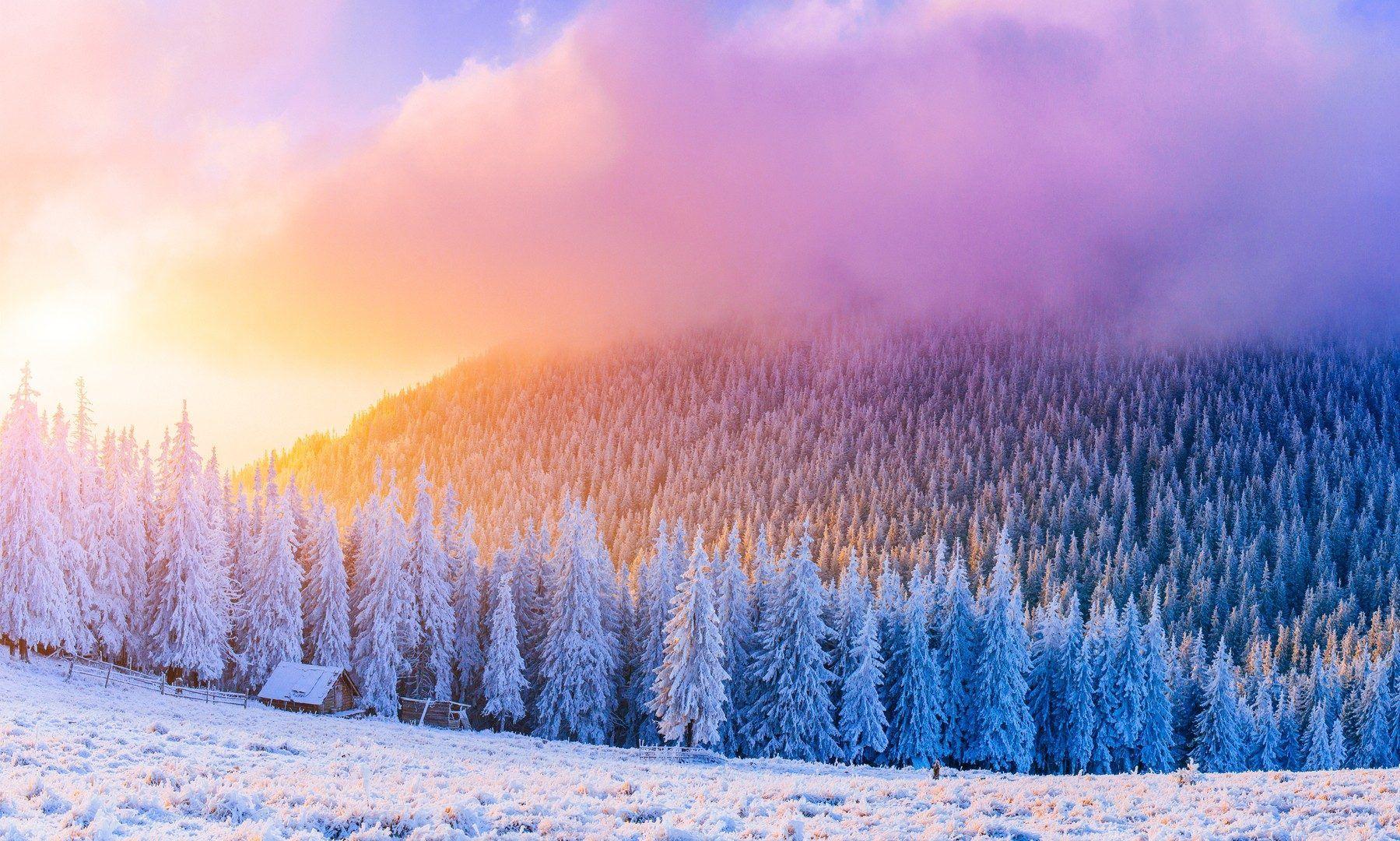 Winter: Frost Windy Snow Trees Sunrice Clouds Pine Forest