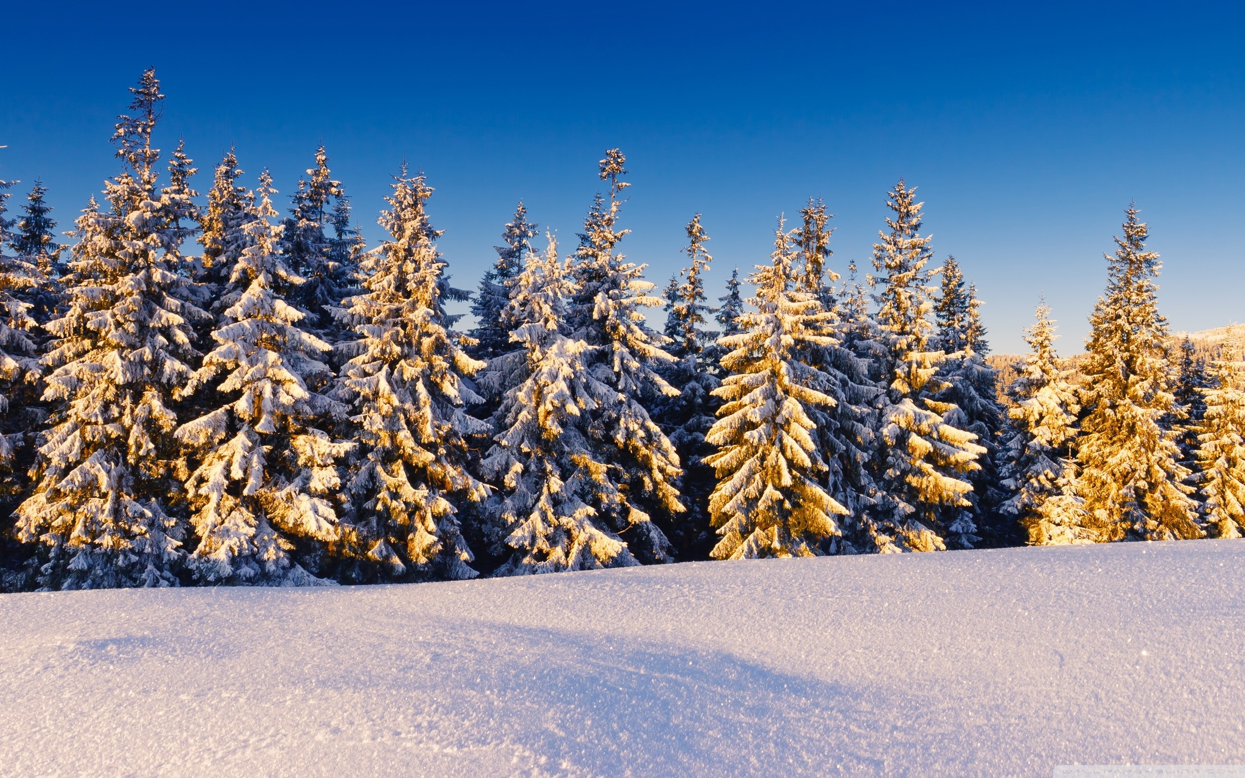 Spruce Trees Covered In Snow Ultra HD Desktop Background