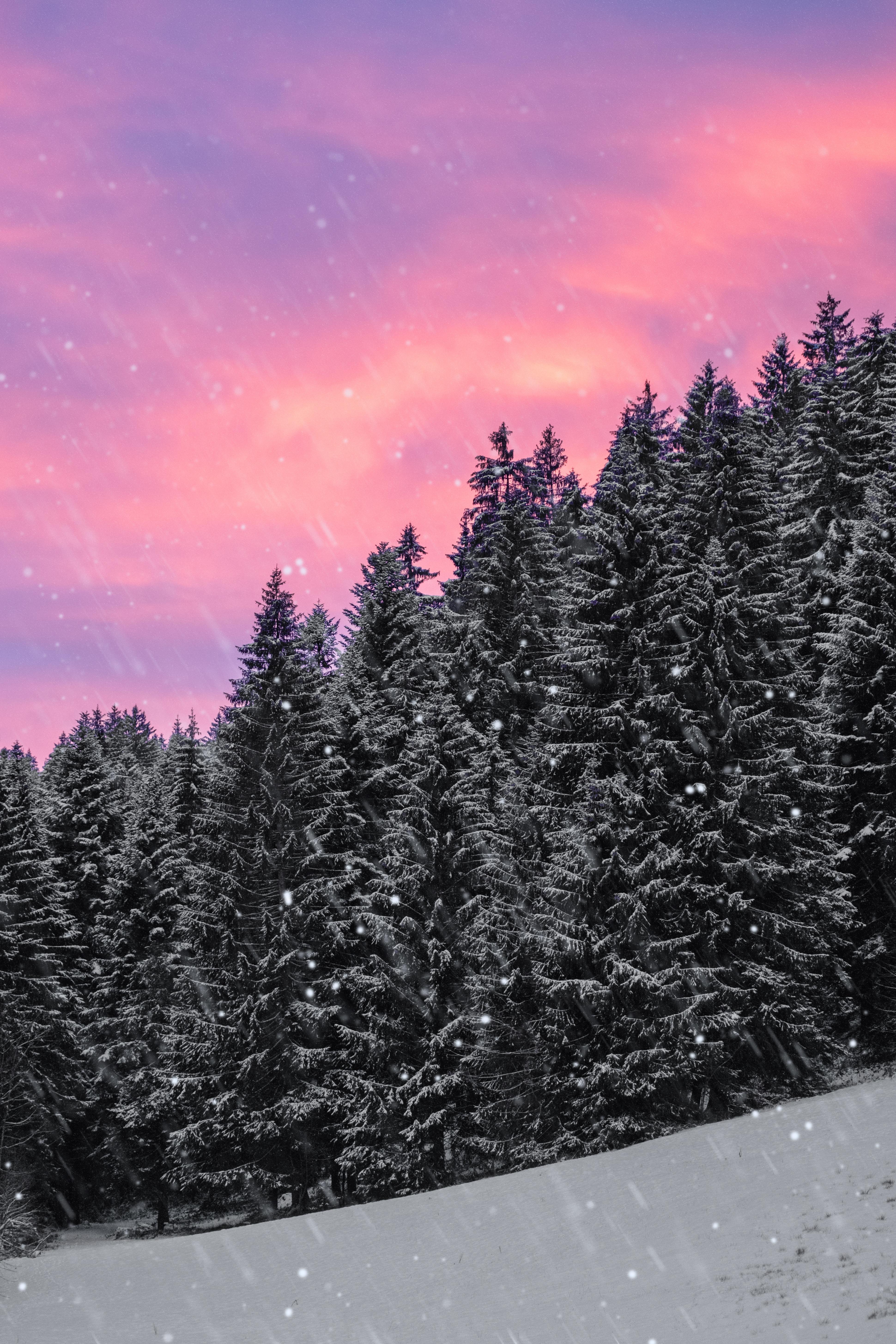Download wallpaper 3880x5820 spruce, snow, snowfall, sky