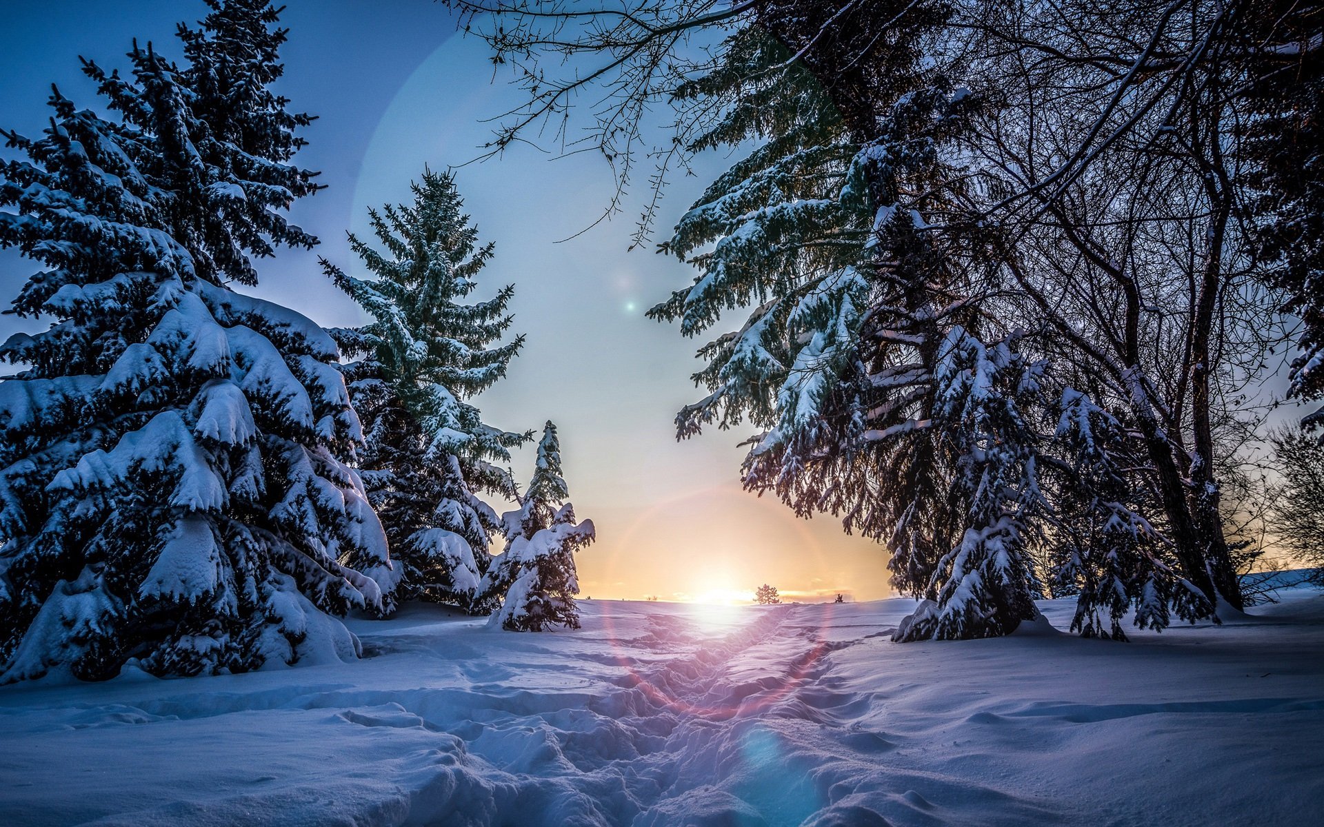 Wallpapers Winter, snow, spruce trees, sunset, night.