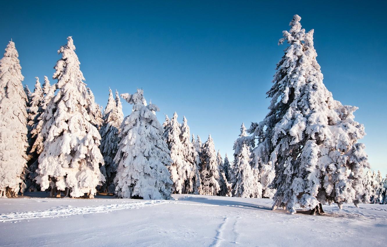 Wallpaper winter, snow, trees, nature, background, Wallpaper