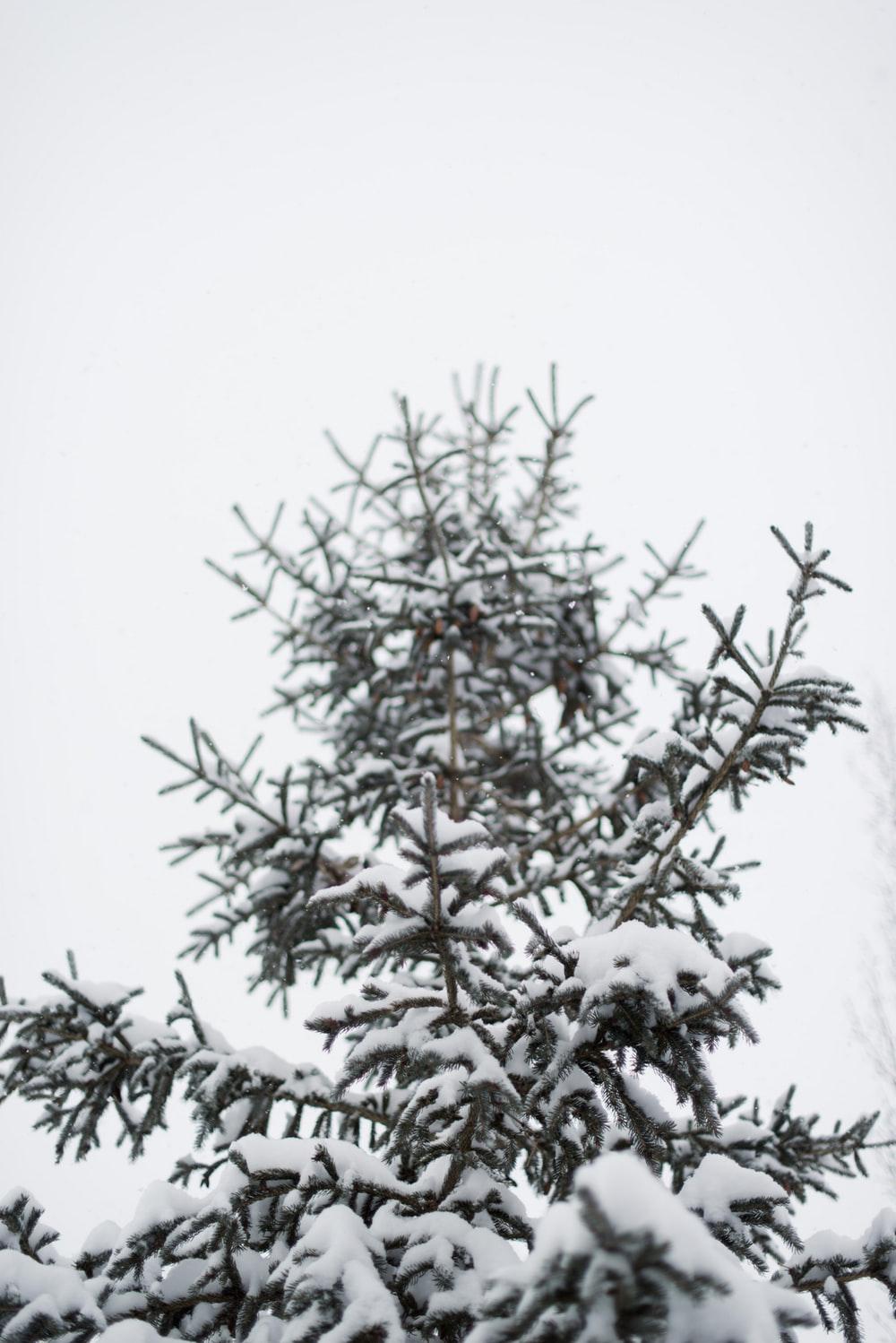 Spruce Tree Picture. Download Free Image