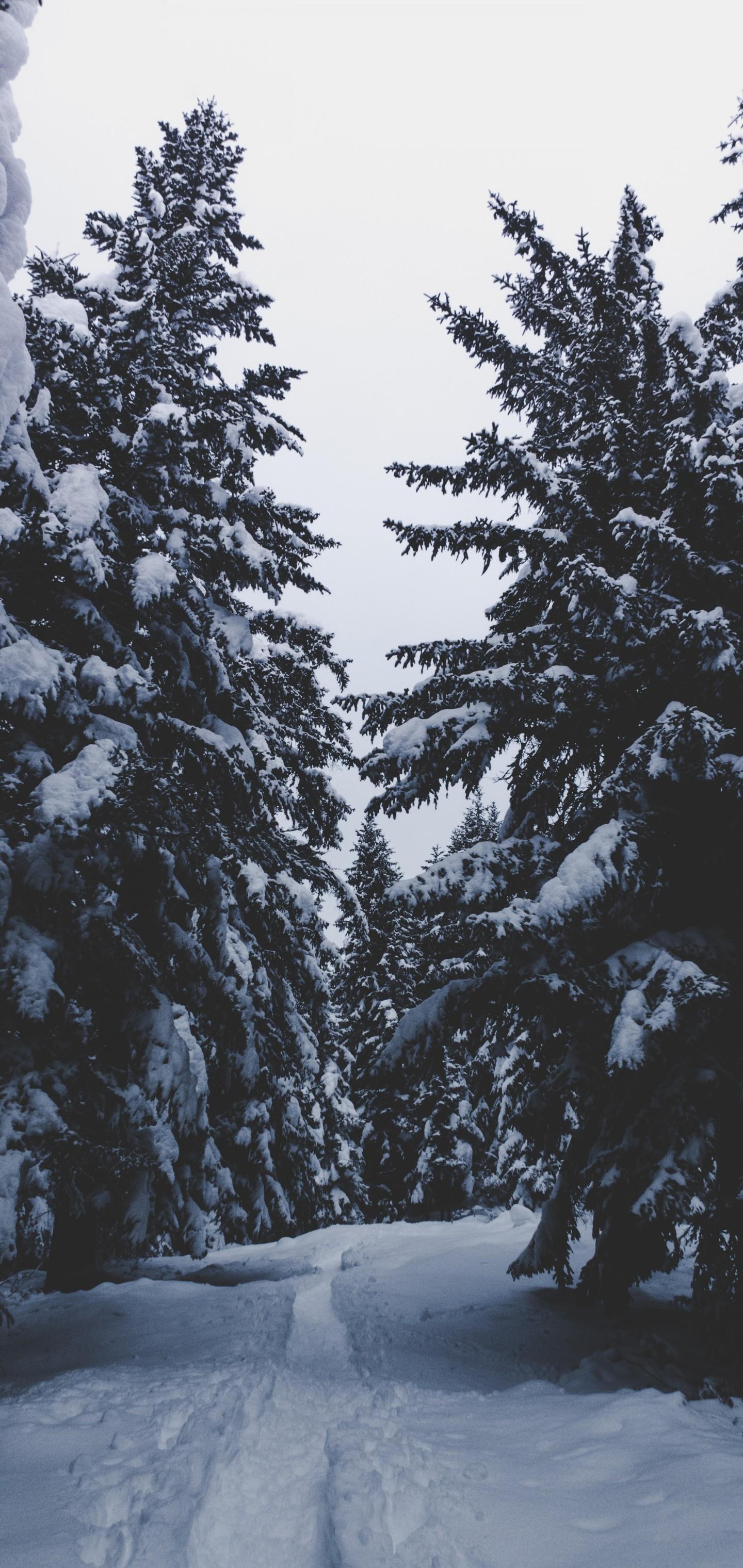 Download 1440x3040 Snow, Winter, Trees, Spruce, Sky