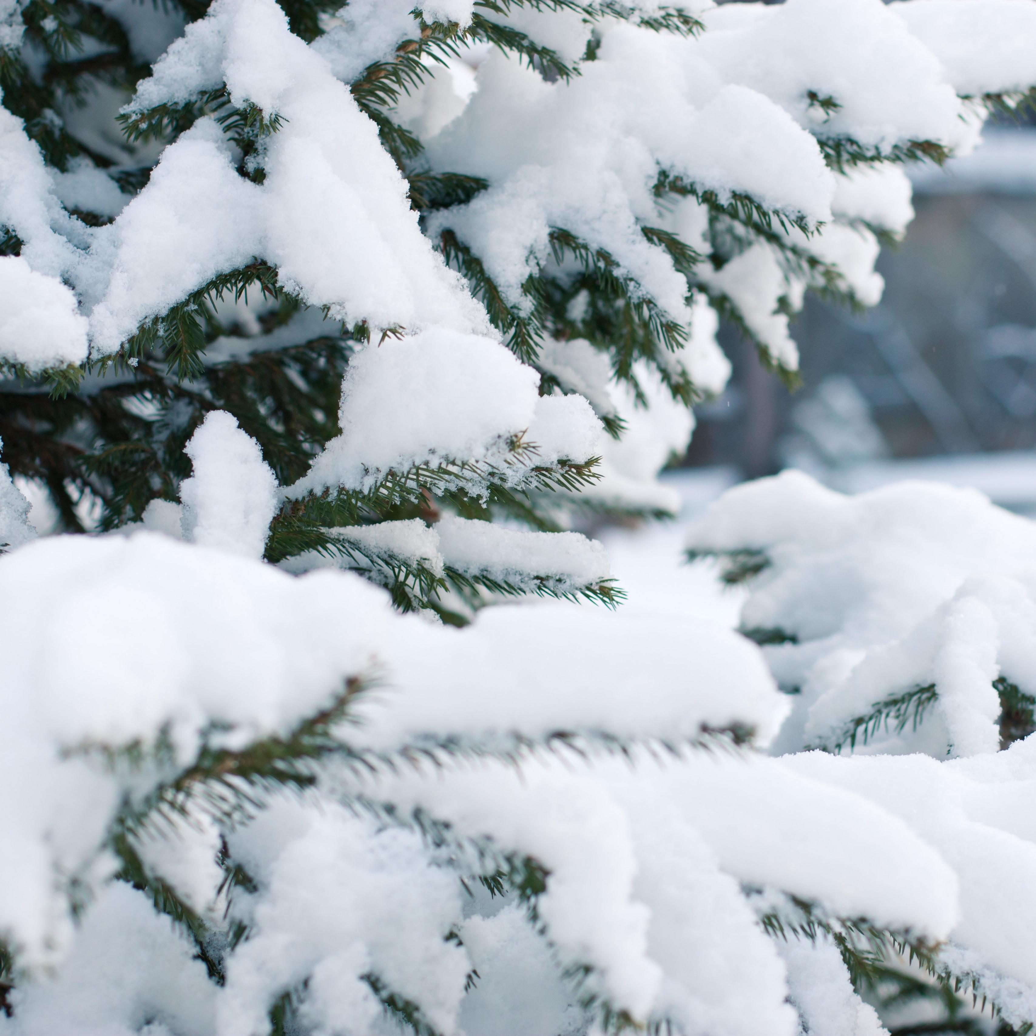 Download wallpaper 3415x3415 spruce, snow, winter, branches