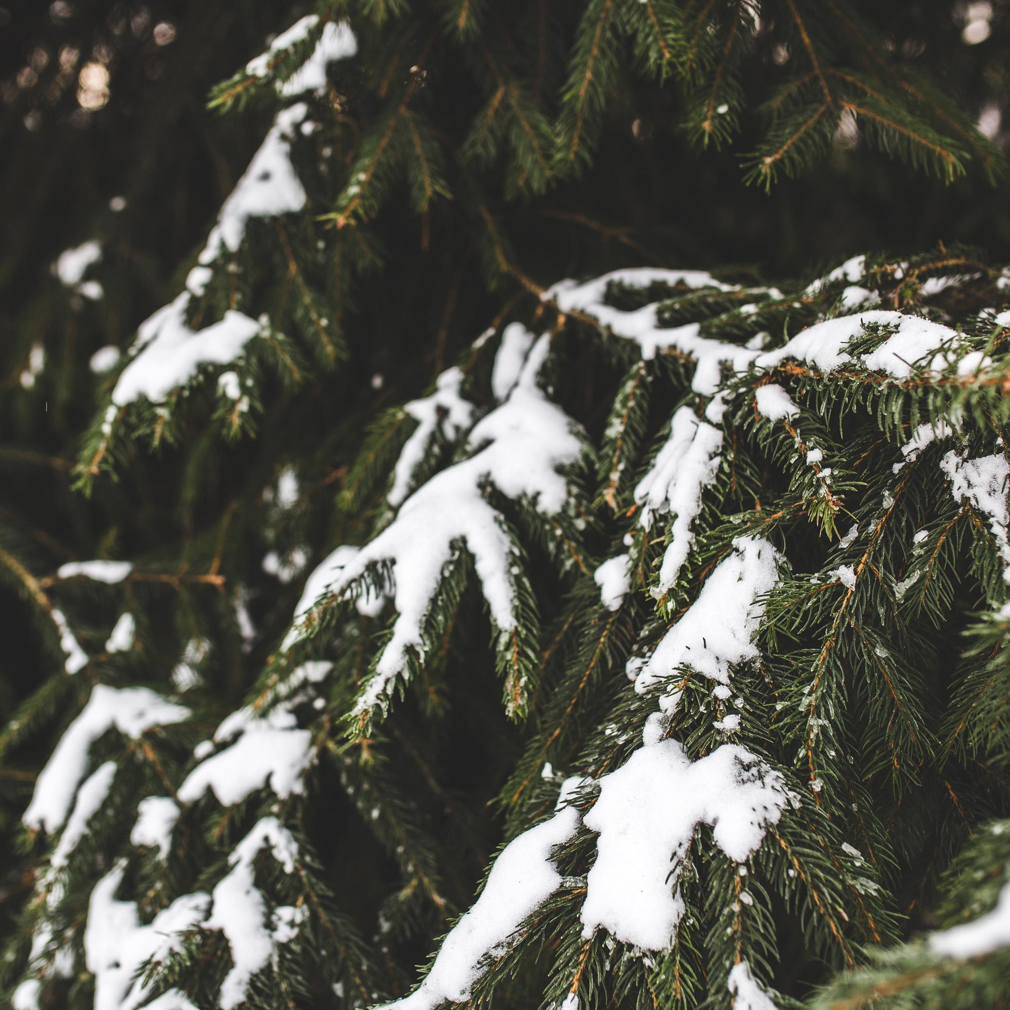 Green Spruce Tree Covered in Snow iPad Wallpaper