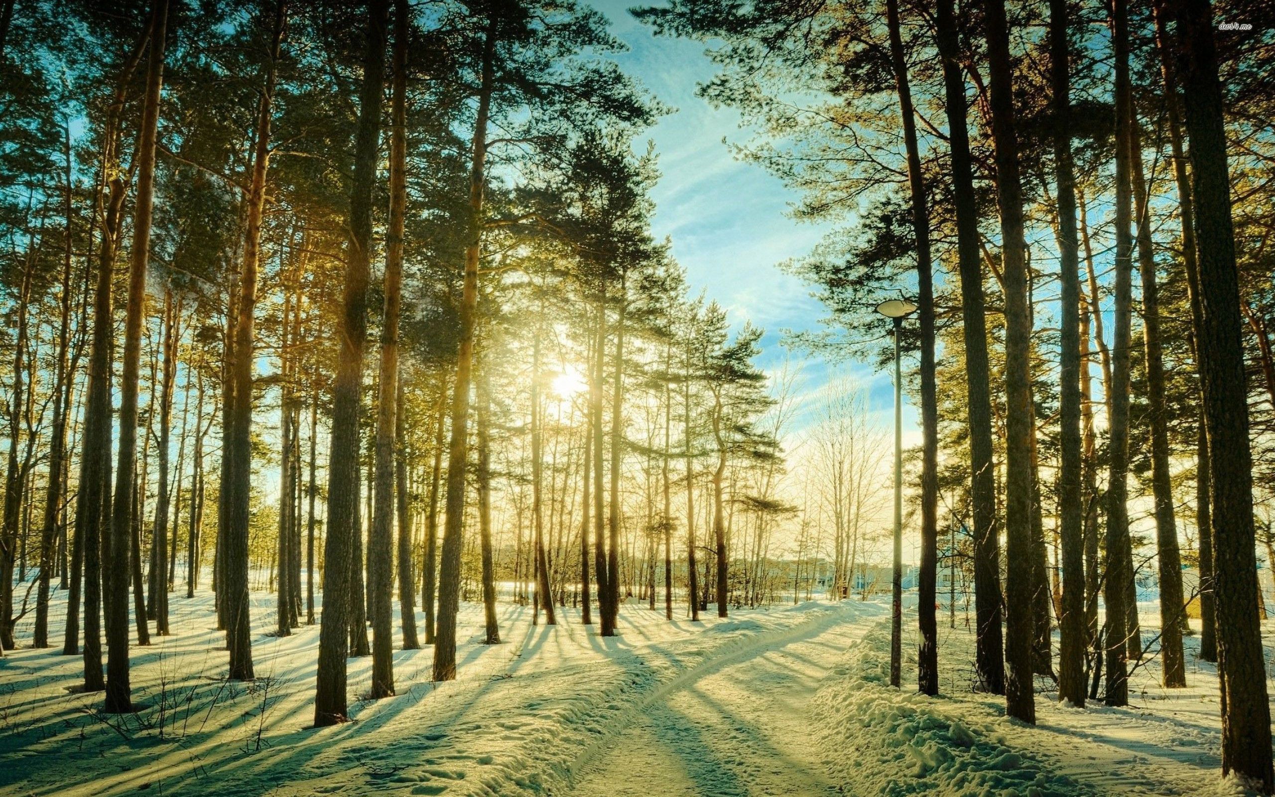 Sunny day in the snowy forest wallpaper wallpaper