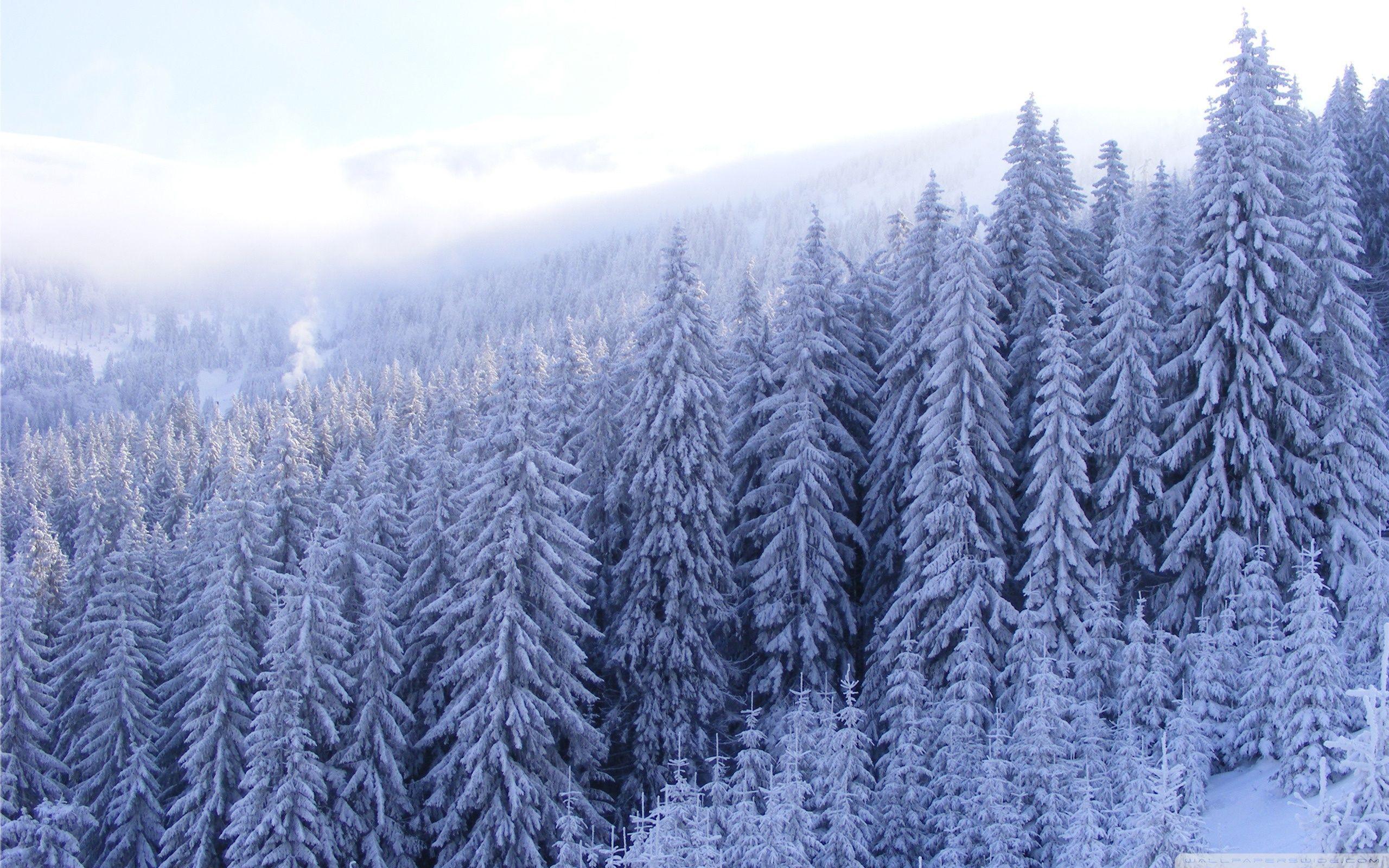 Stunning Snowy Pine Forest Wallpaper image For Free