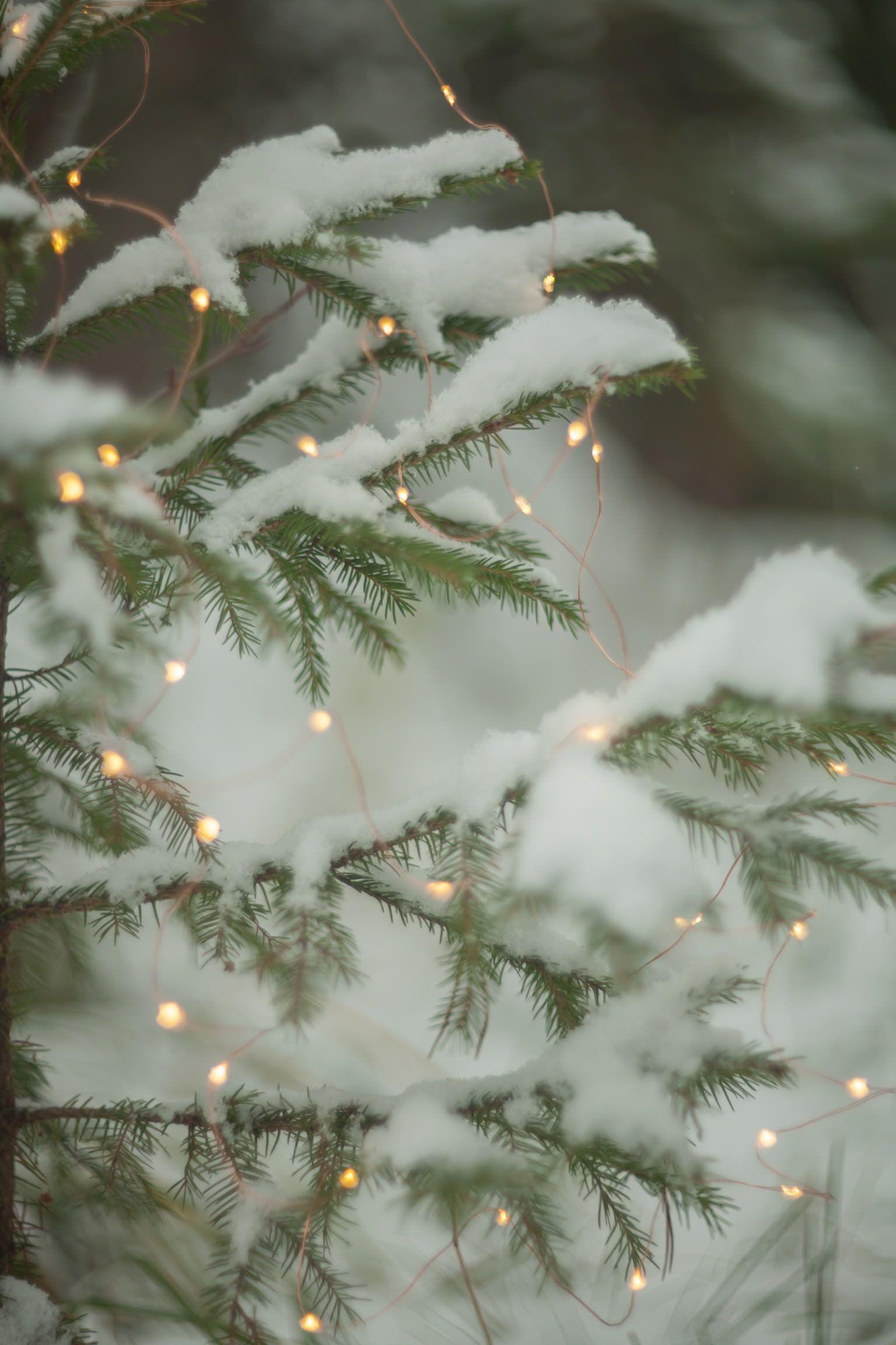 christmas #decoration #lights #spruce #christmastree #snow