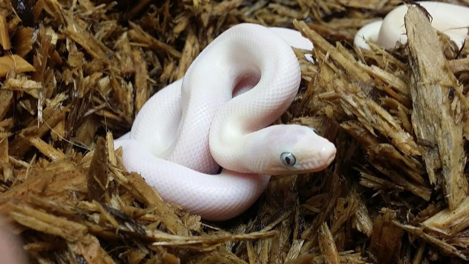 Pretty White Snake Baby Wallpaper