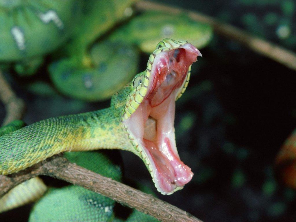 Snake Open Mouth Green Garden Snake, HD Wallpaper
