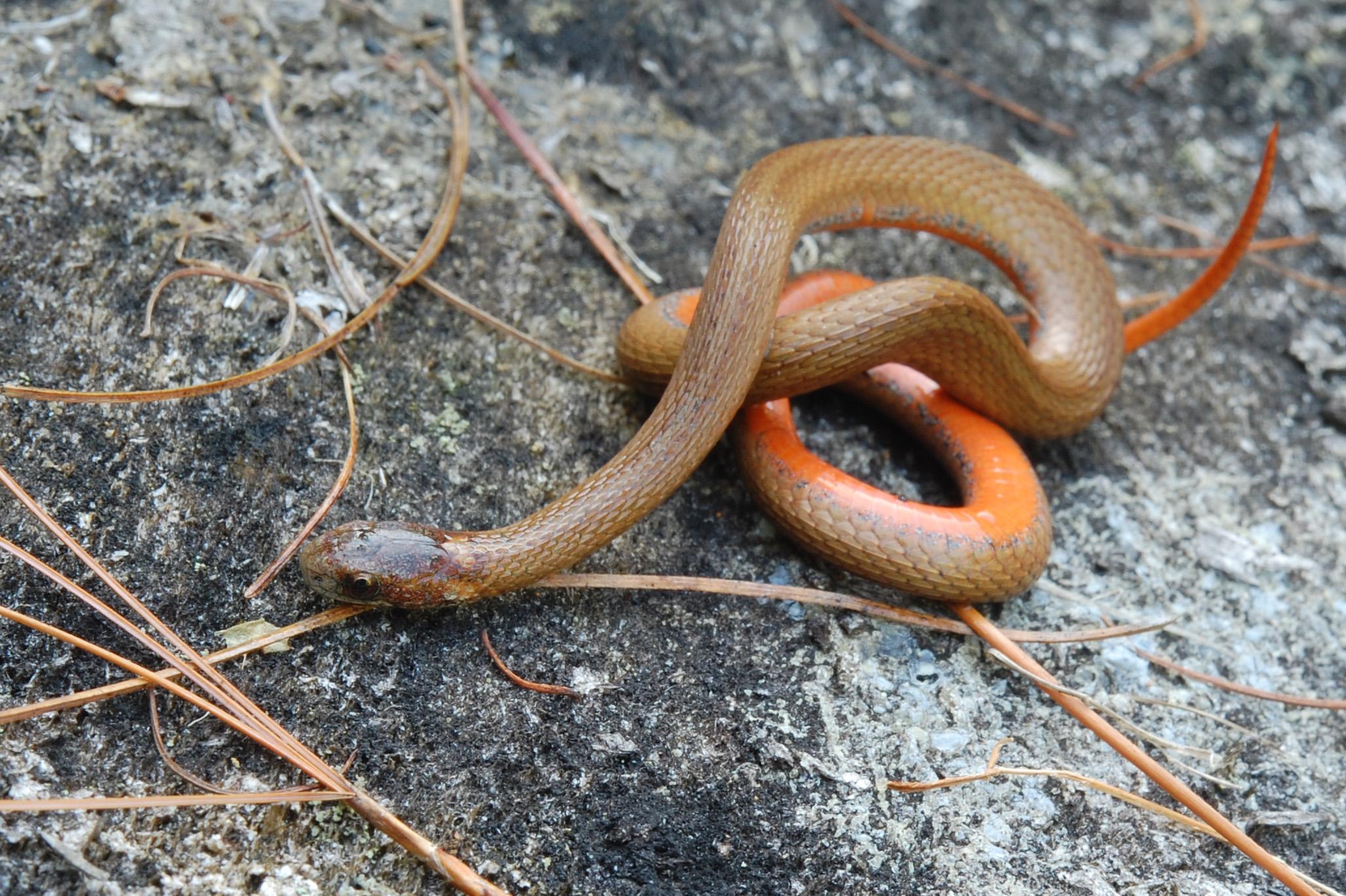 Northern Red Bellied Snake HD Wallpaper. Background Image