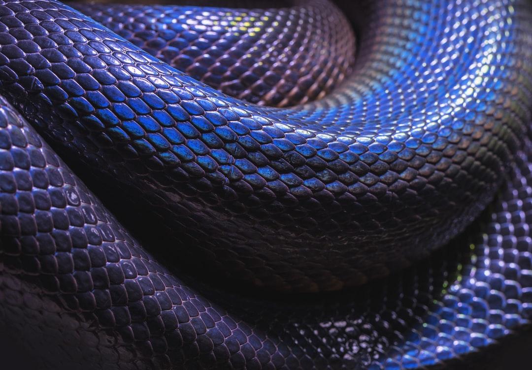 Snake Image: Download HD Picture & Photo