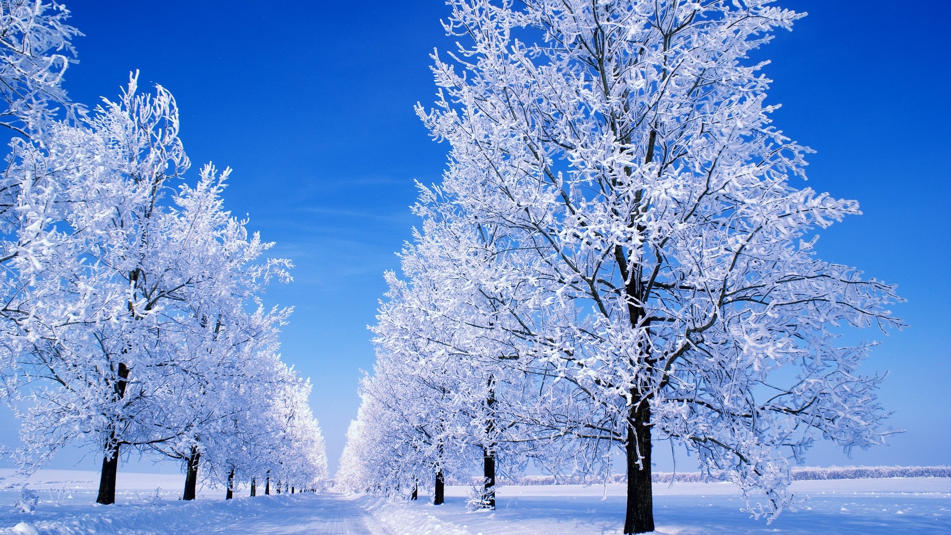 Winter Snow Wallpaper