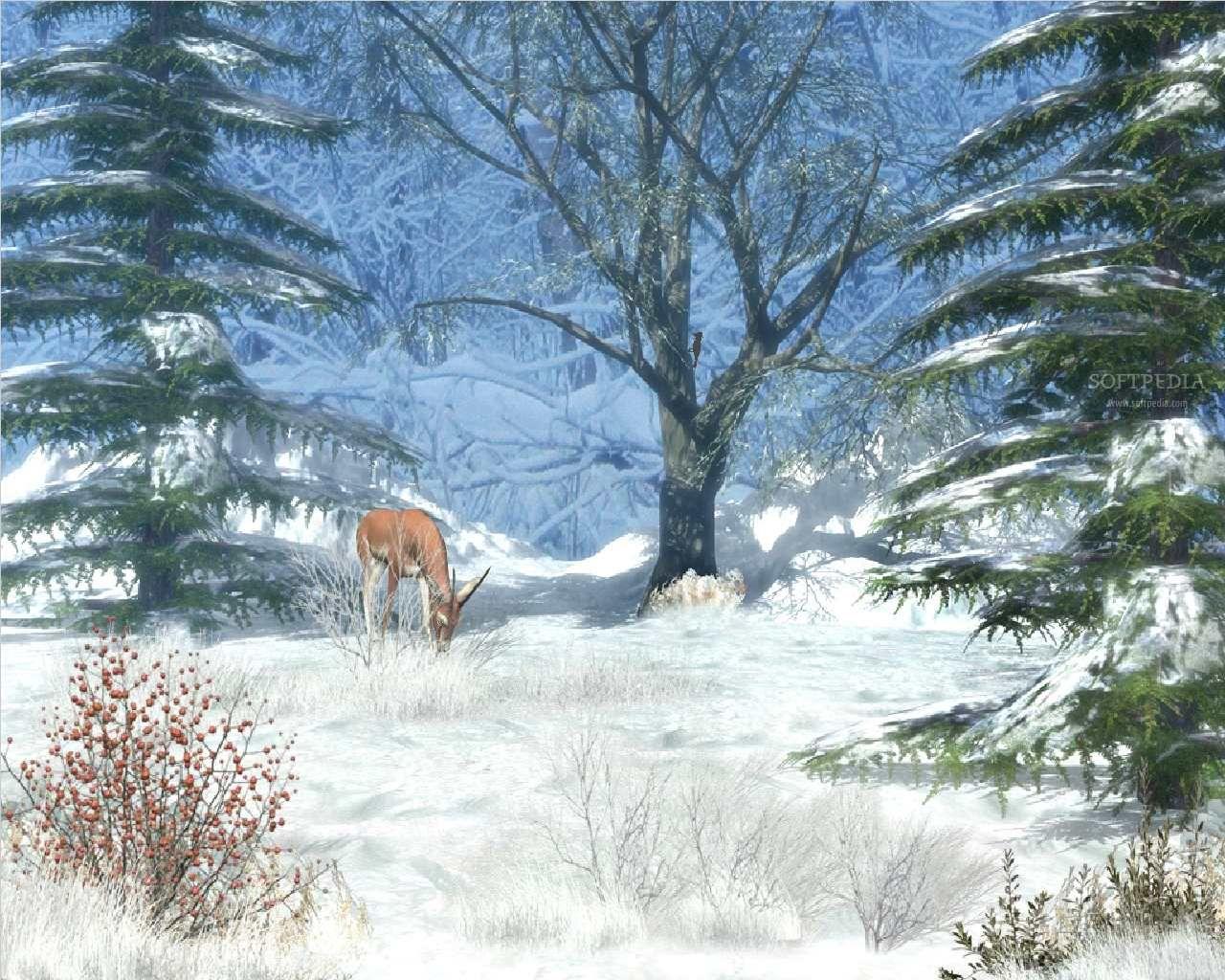 Winter Nature Afternoon Wallpapers Wallpaper Cave