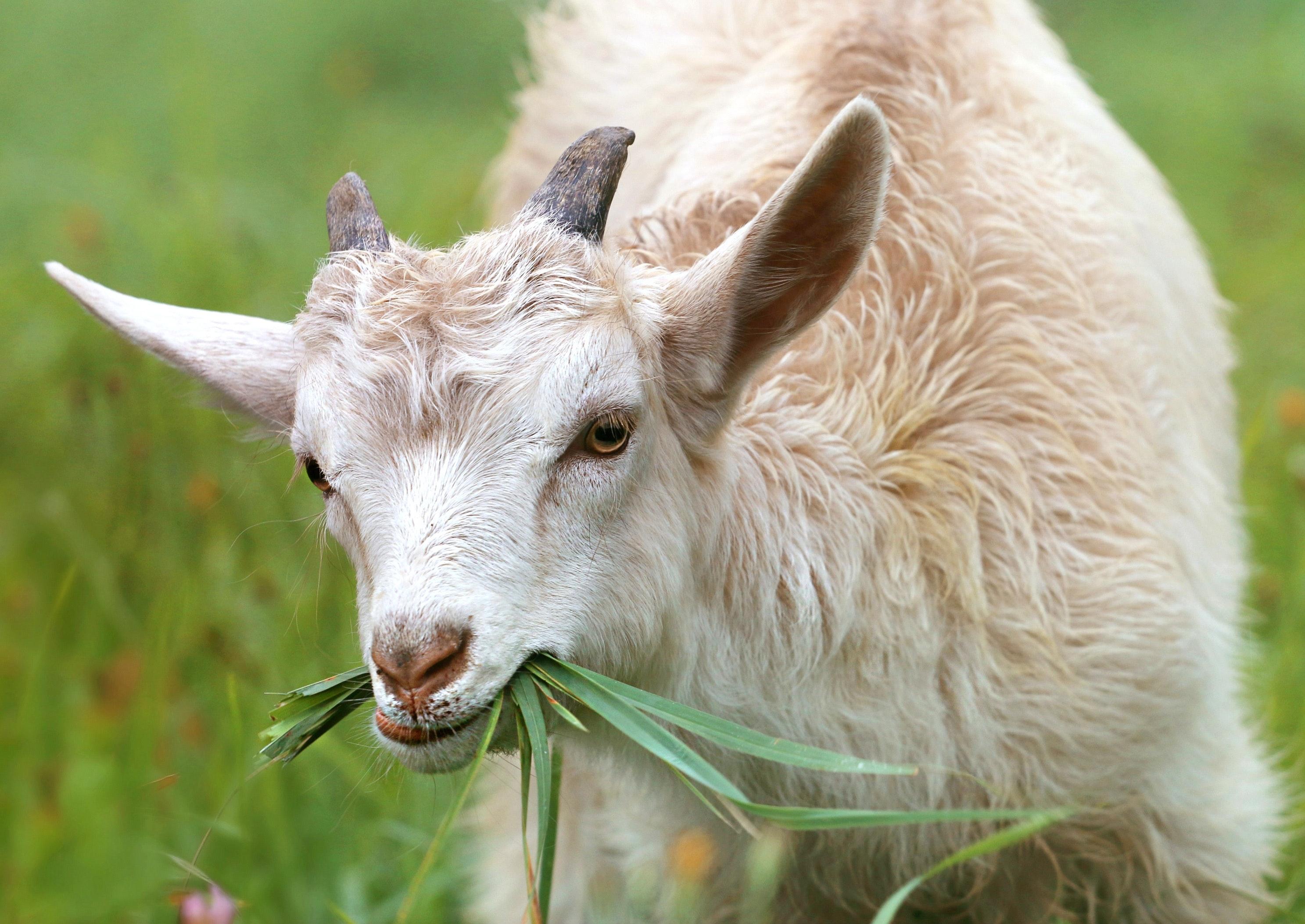 White Goat Eating Grass during Daytime · Free