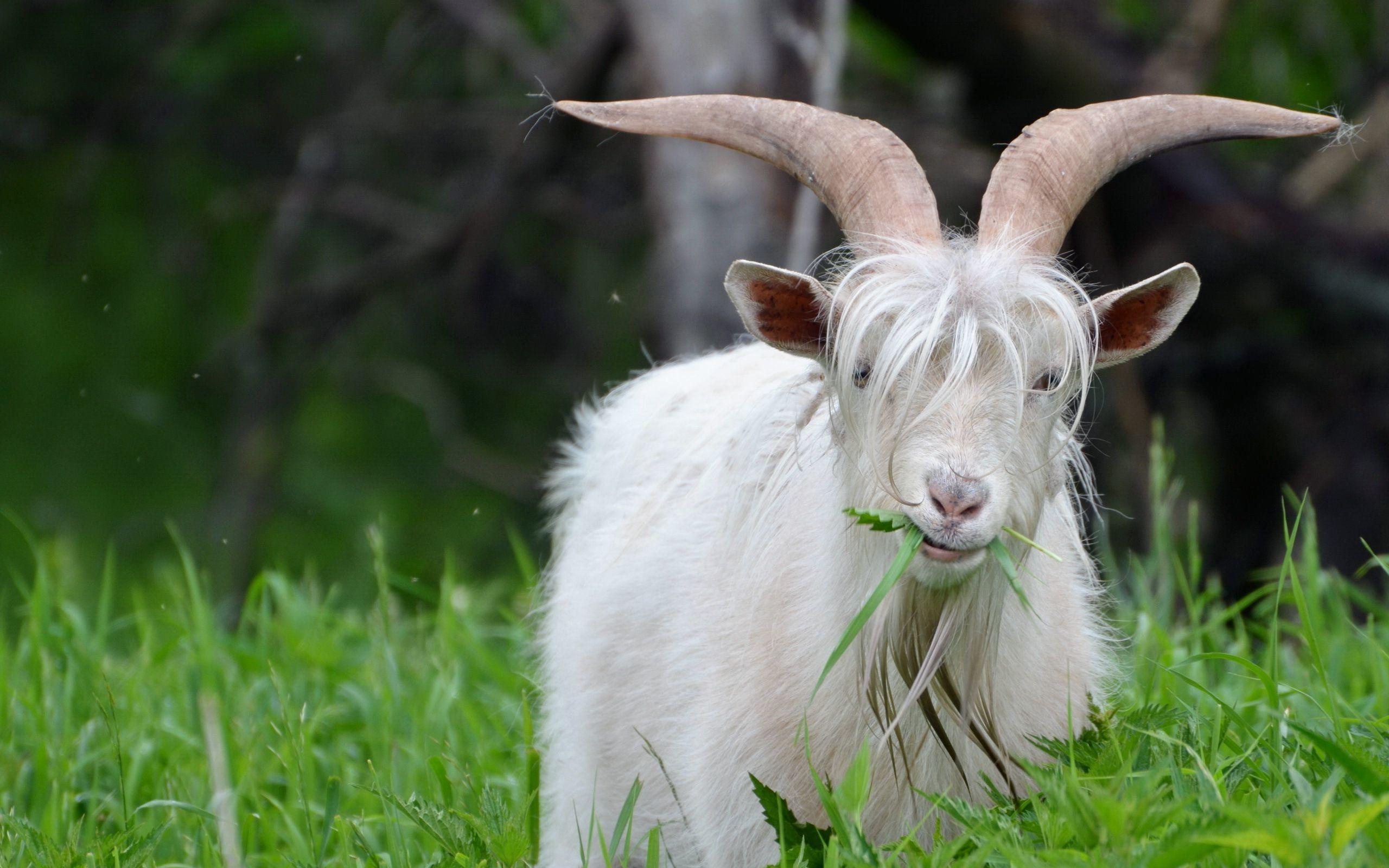 Goat eating grass Wallpaper
