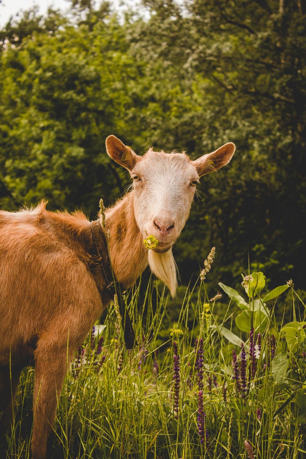 brown goat at forest eating grass photo