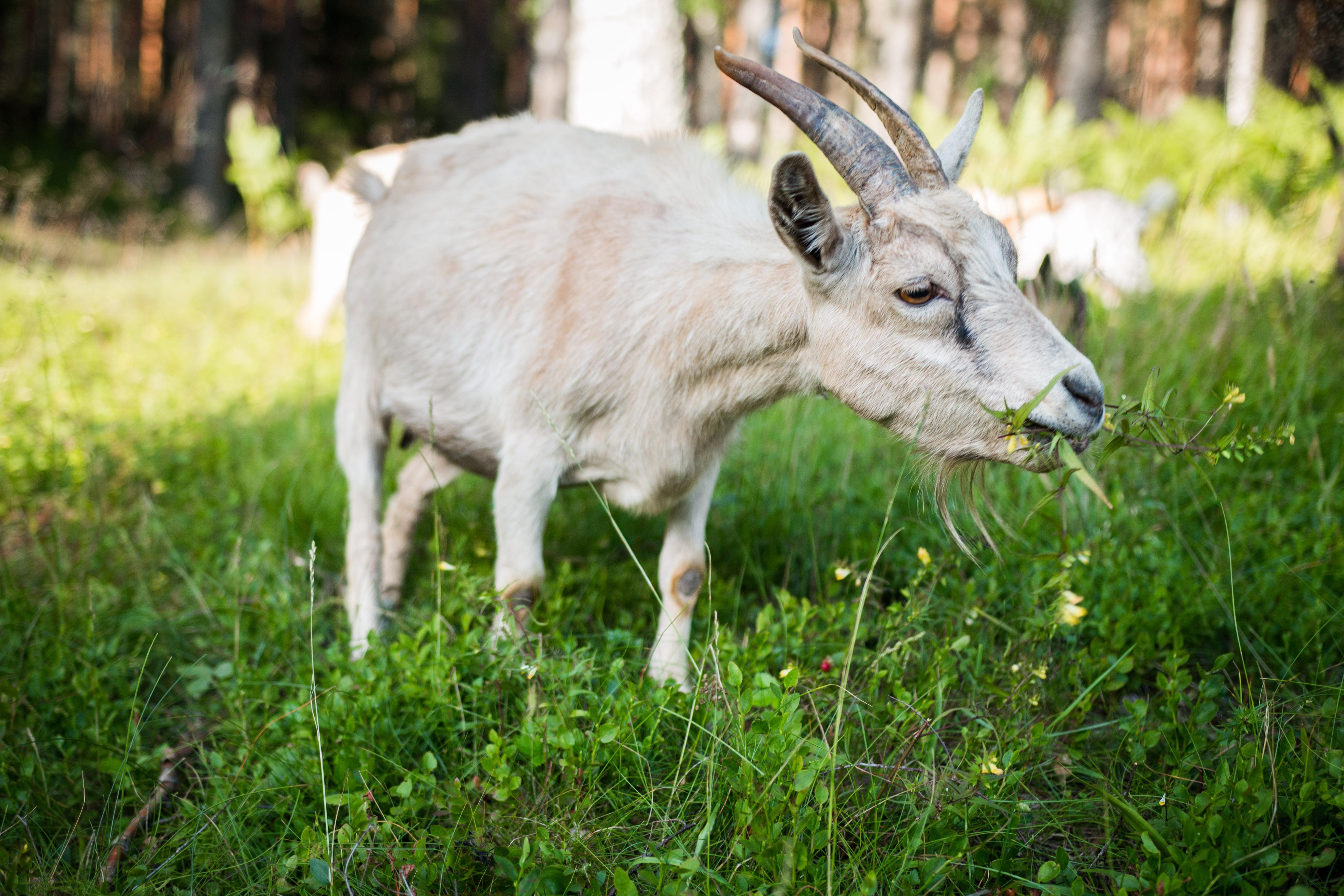 White Goat Eating Grass · Free