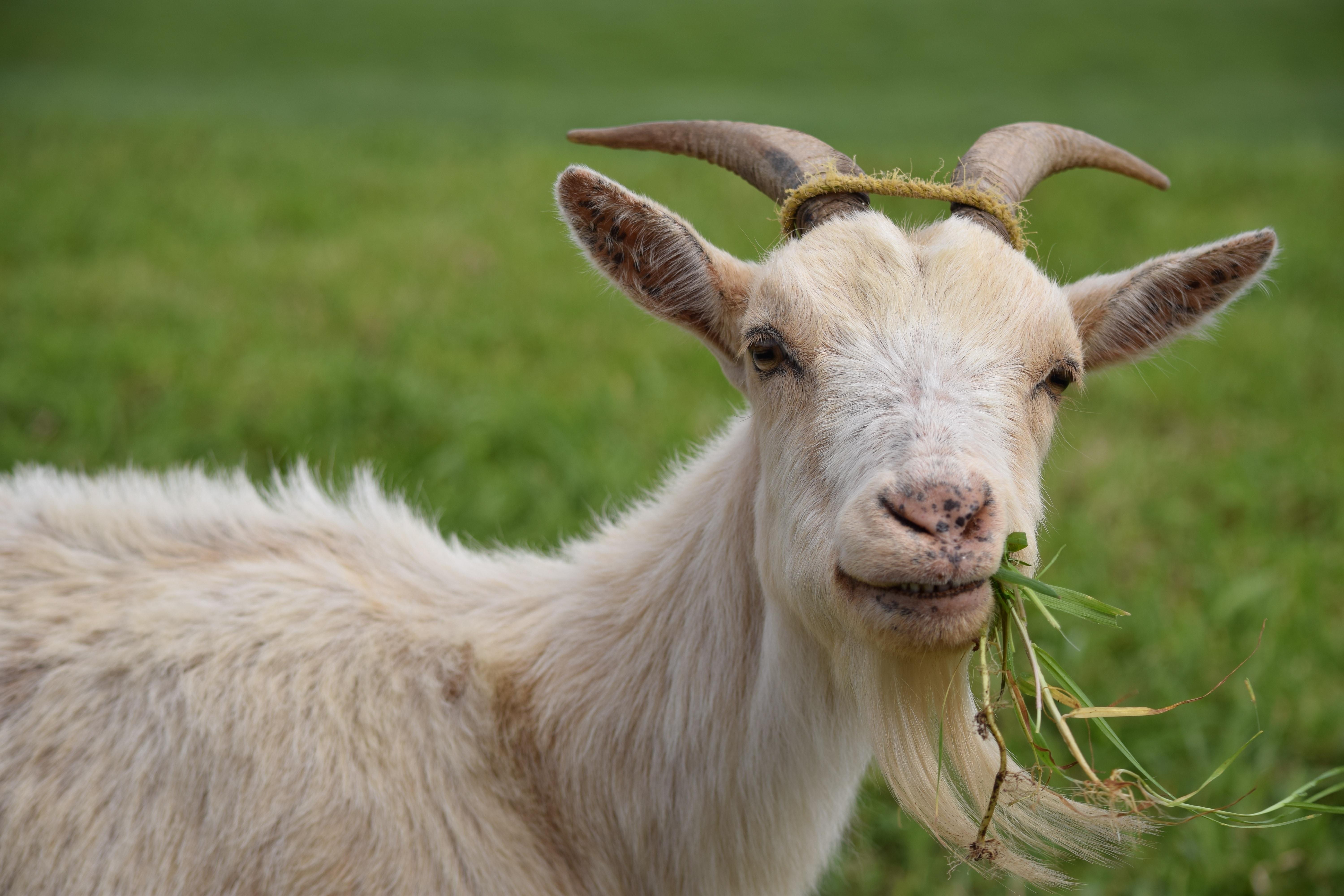 Eating, Animal, Goat, Grass, Livestock, one animal, grass