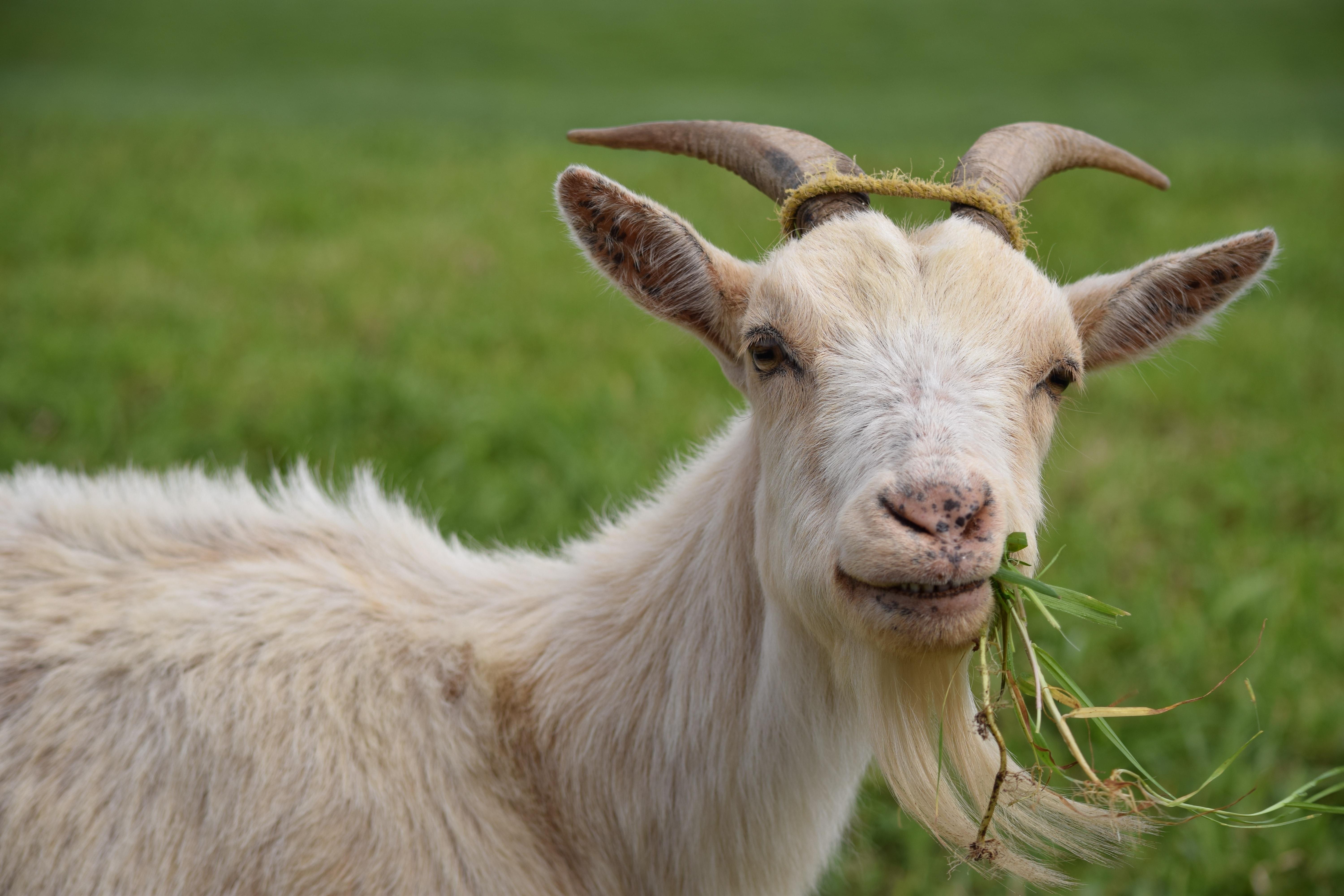 Goat Eating Wallpapers Wallpaper Cave