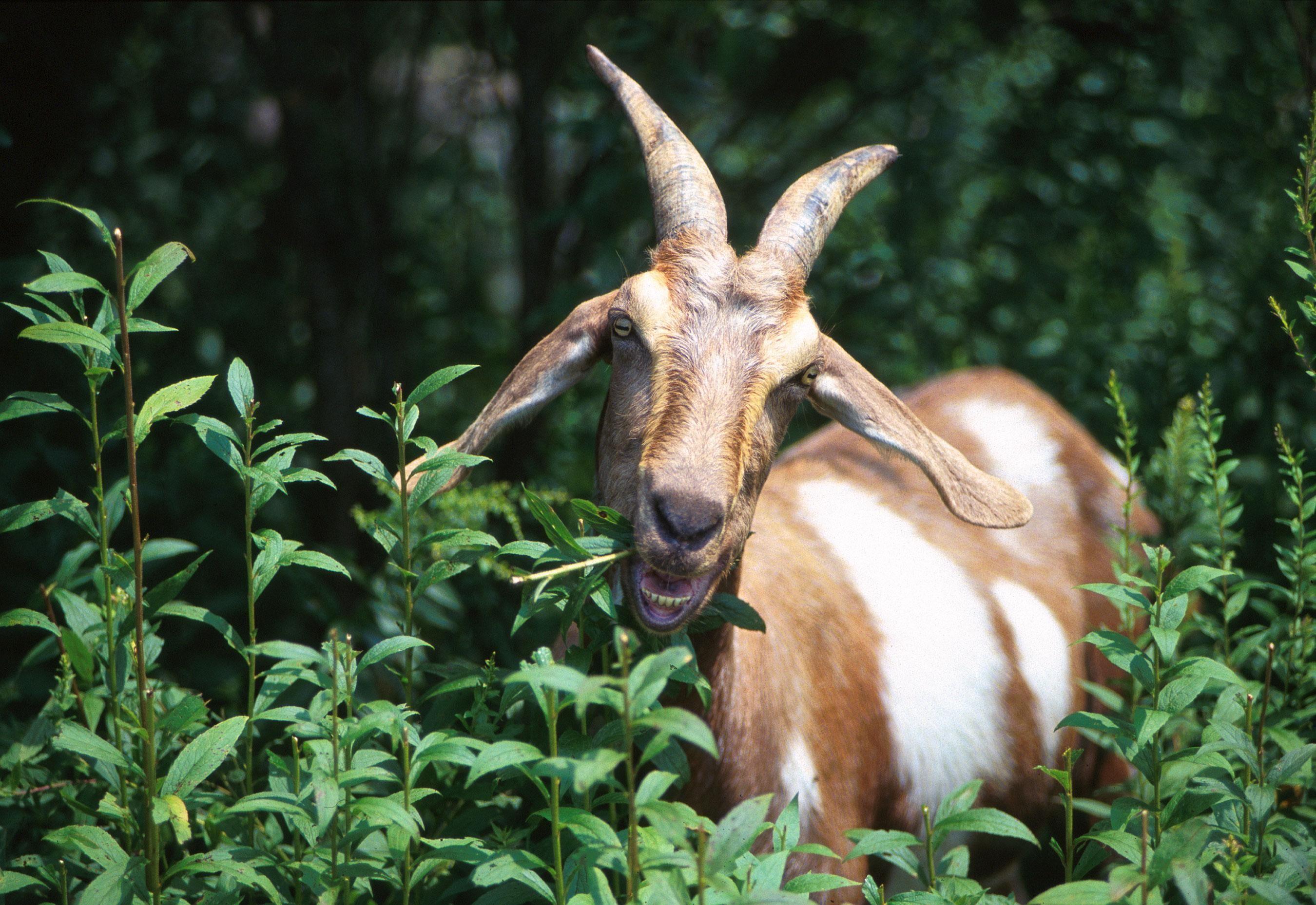 Free picture: goat, eating, forest