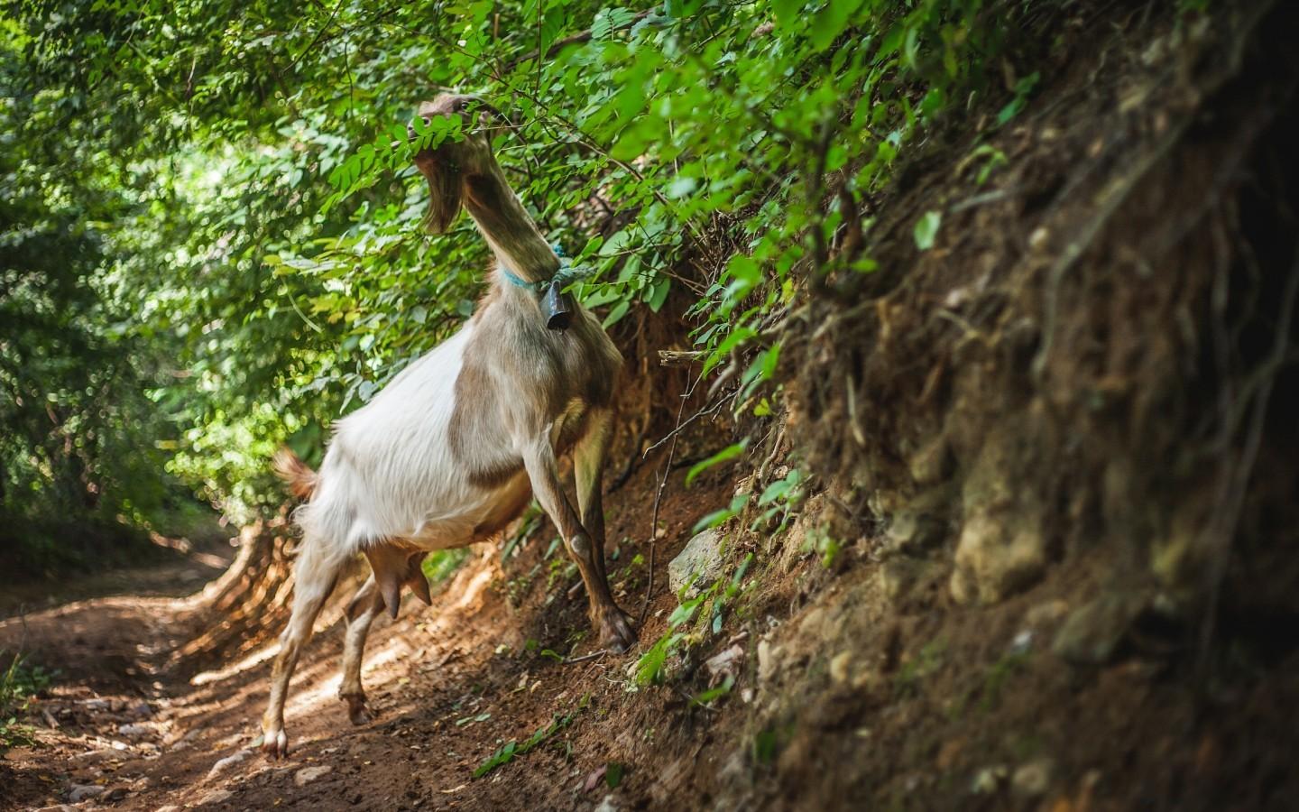 Download 1440x900 Goat, Eating, Forest Wallpaper